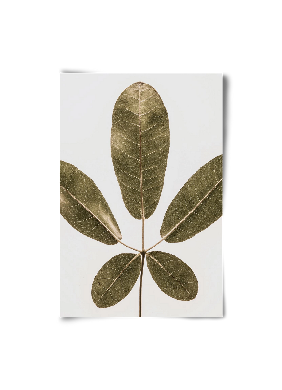 Autumn leaf, 20x30 cm, Keret nélkül