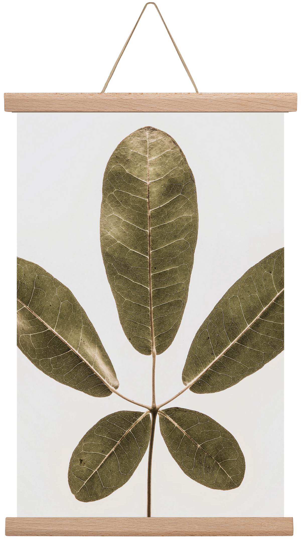 Autumn leaf, 30x45 cm (30x45 cm), Tölgy akasztó