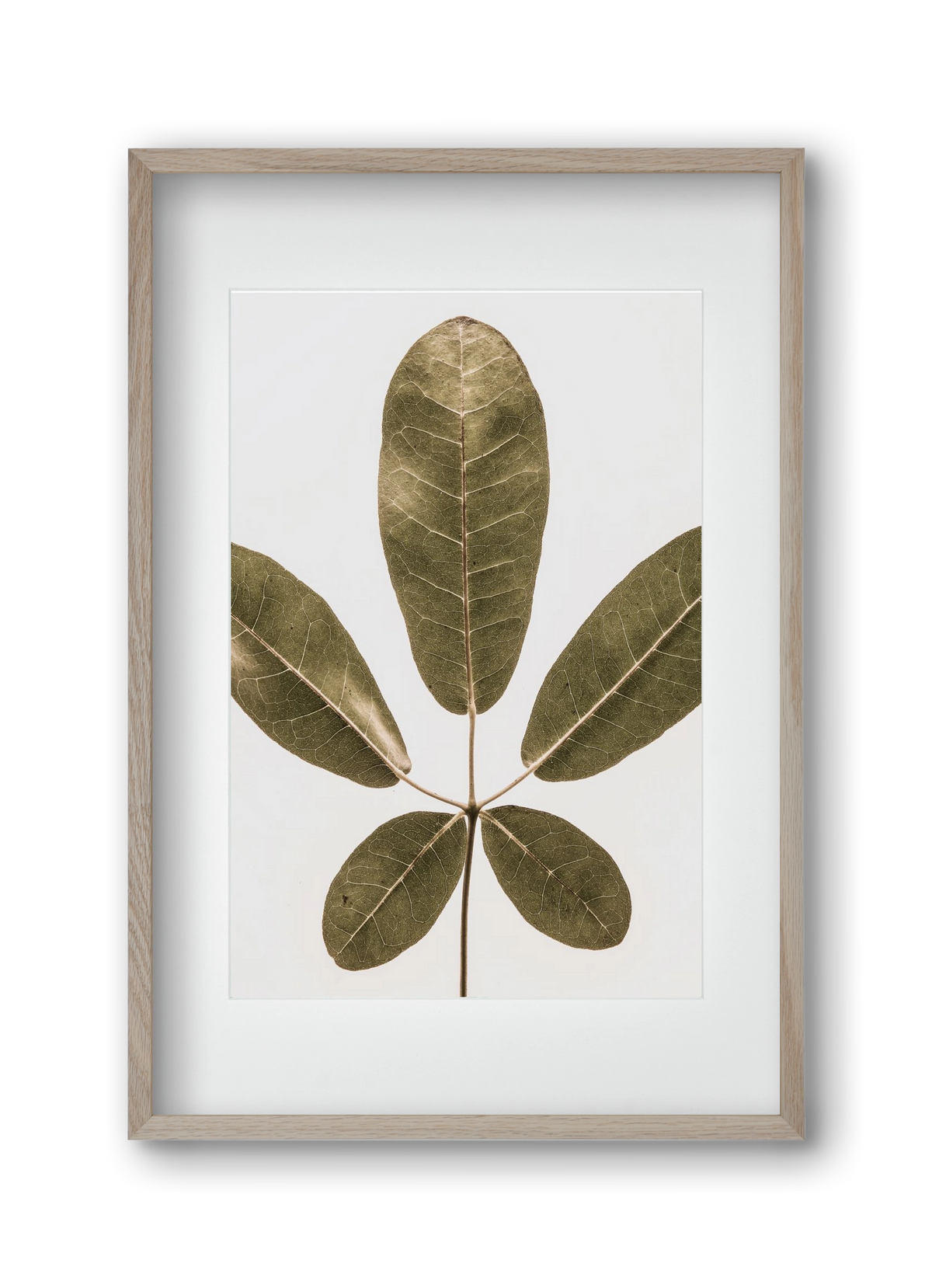 Autumn leaf, 30x45 cm (20x30 cm), Tölgy keret, paszpartuval