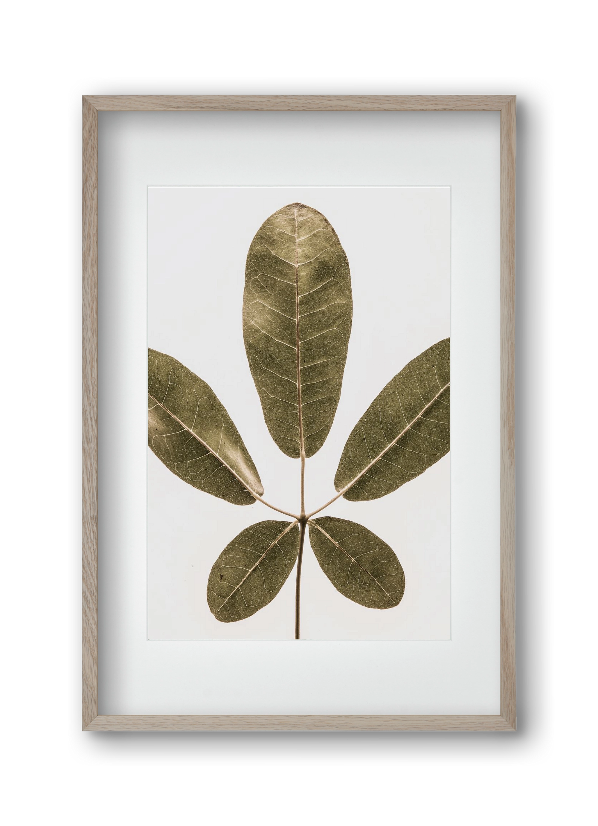 Autumn leaf, 30x45 cm (20x30 cm), Tölgy keret, paszpartuval