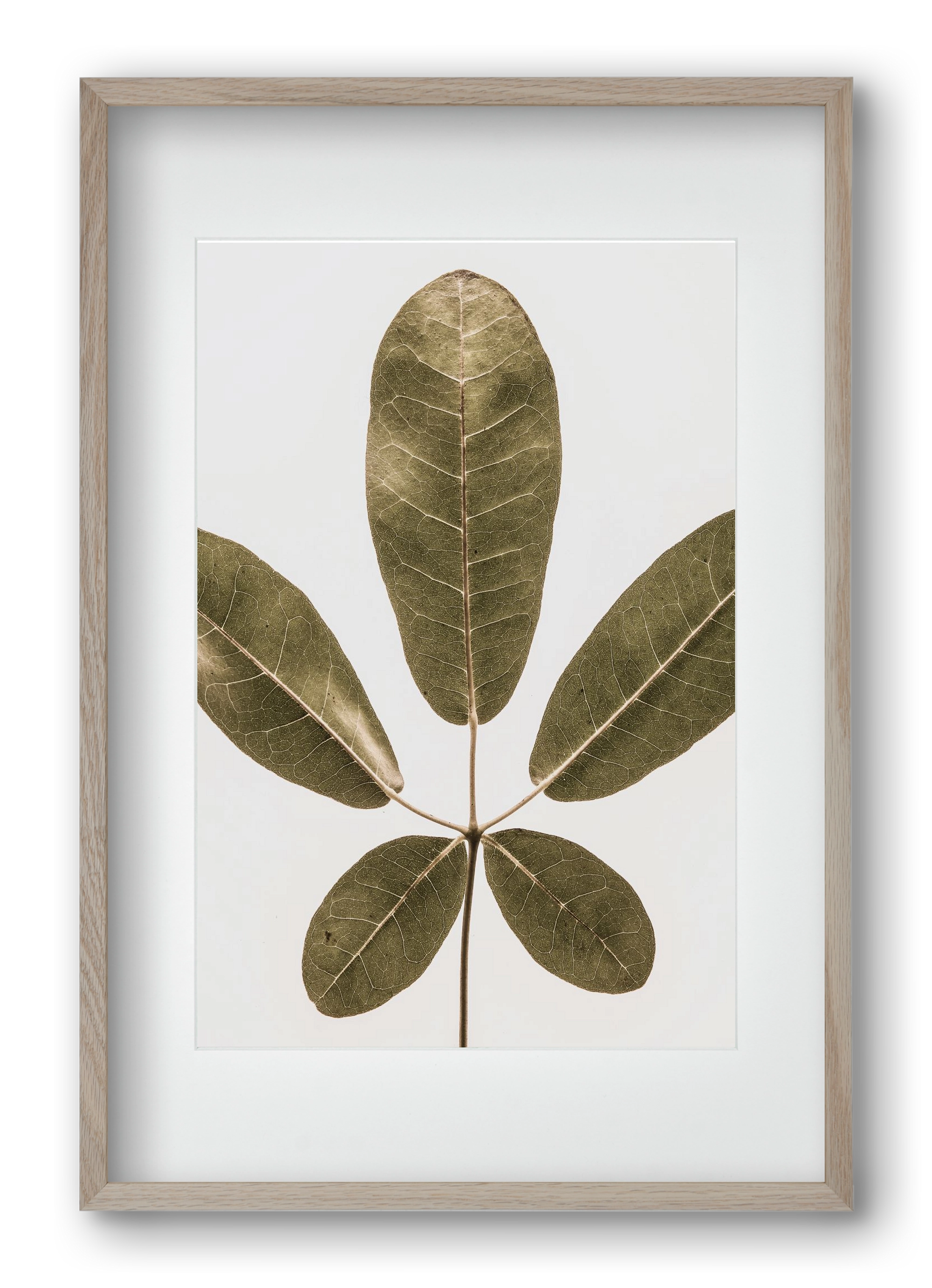 Autumn leaf, 40x60 cm (30x45 cm), Tölgy keret, paszpartuval