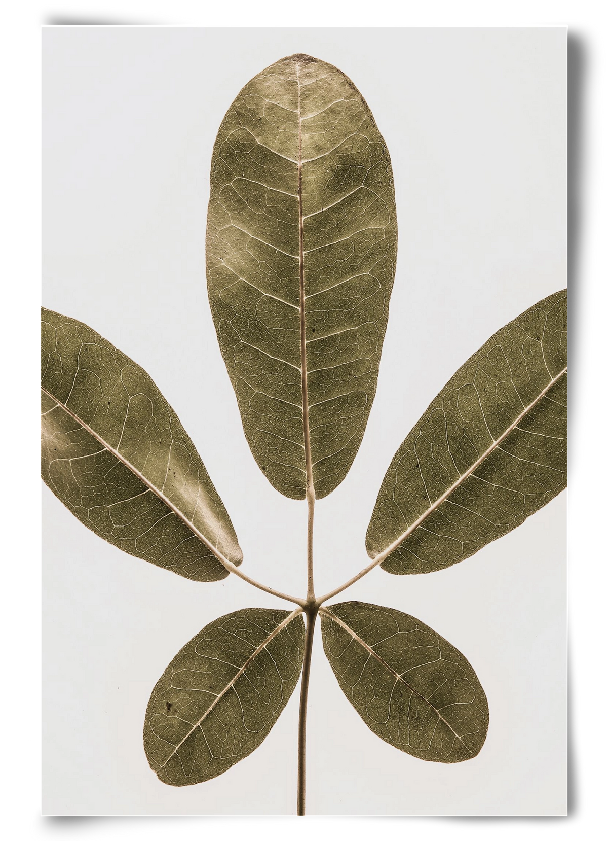 Autumn leaf, 60x90 cm, Keret nélkül