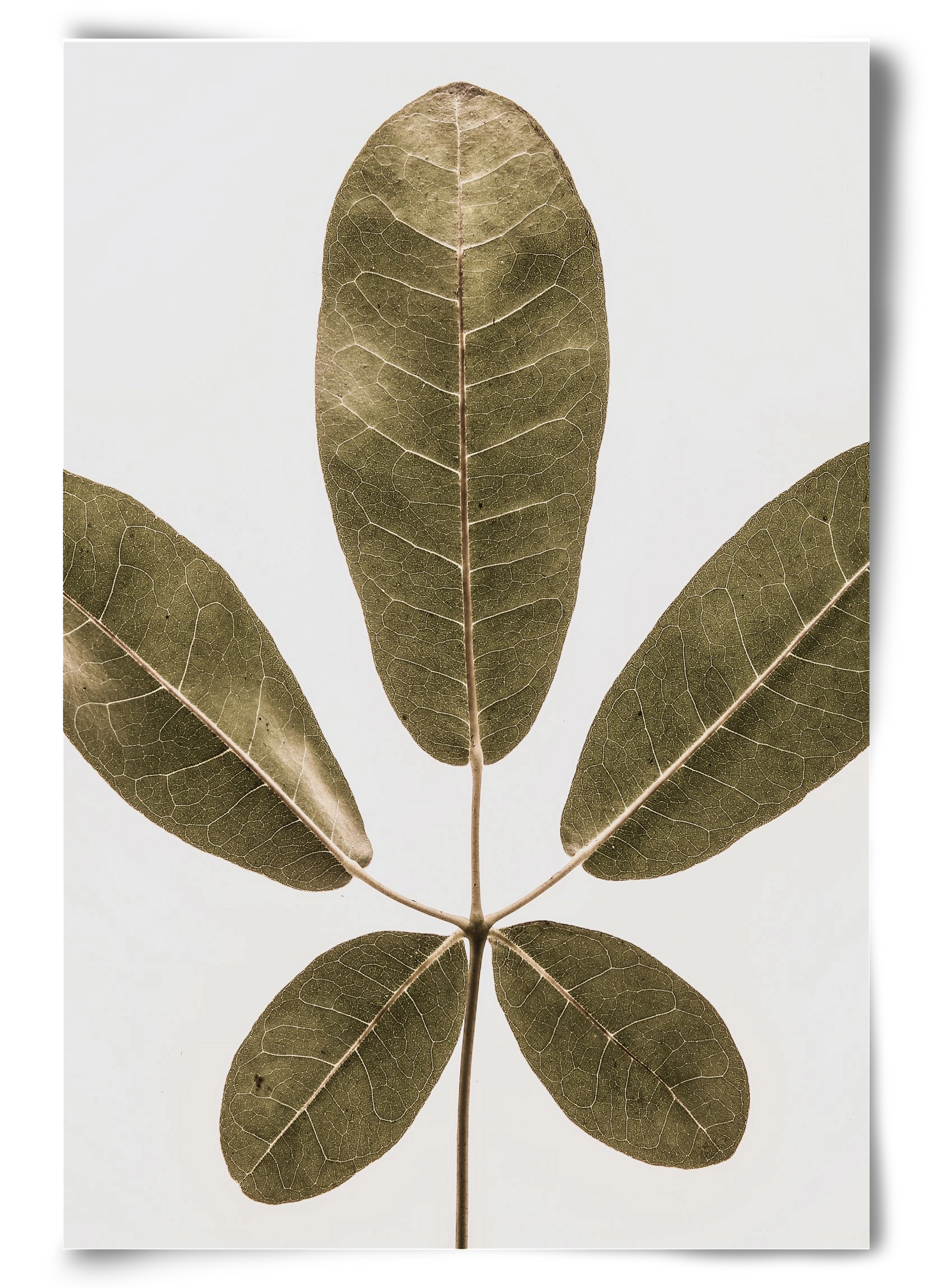 Autumn leaf, 60x90 cm, Keret nélkül