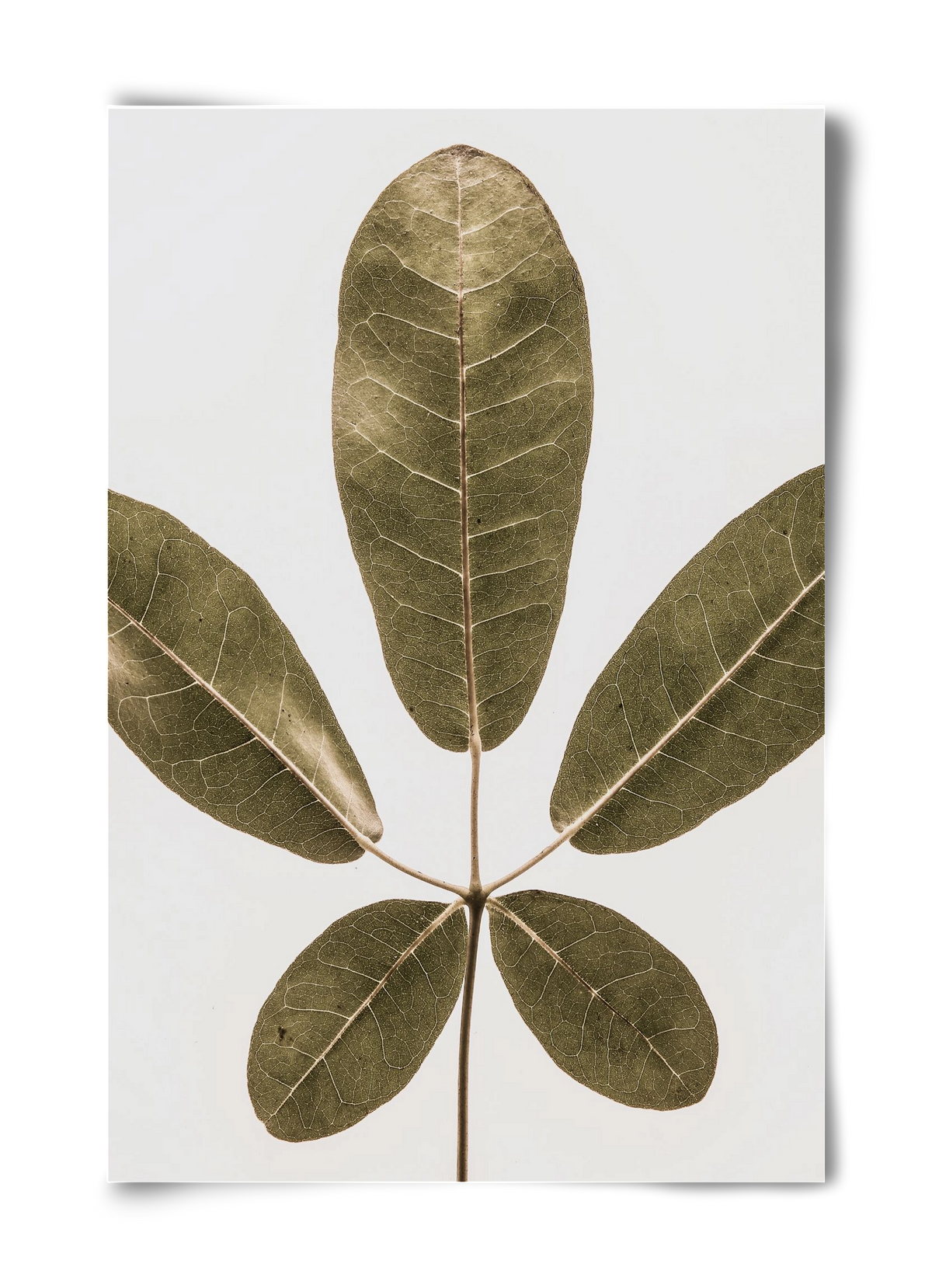 Autumn leaf, 40x60 cm, Keret nélkül