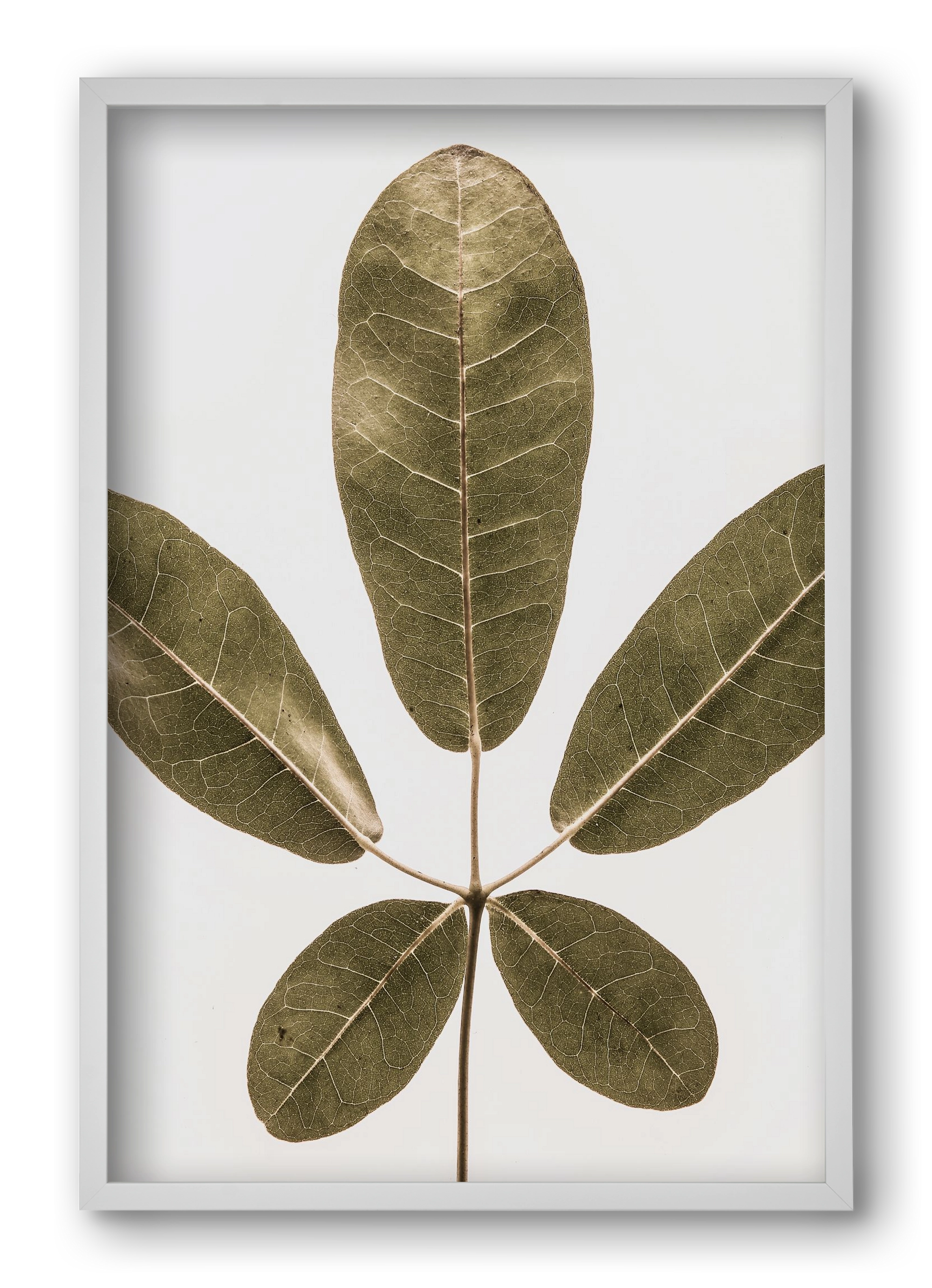 Autumn leaf, 40x60 cm (40x60 cm), Fehér keret