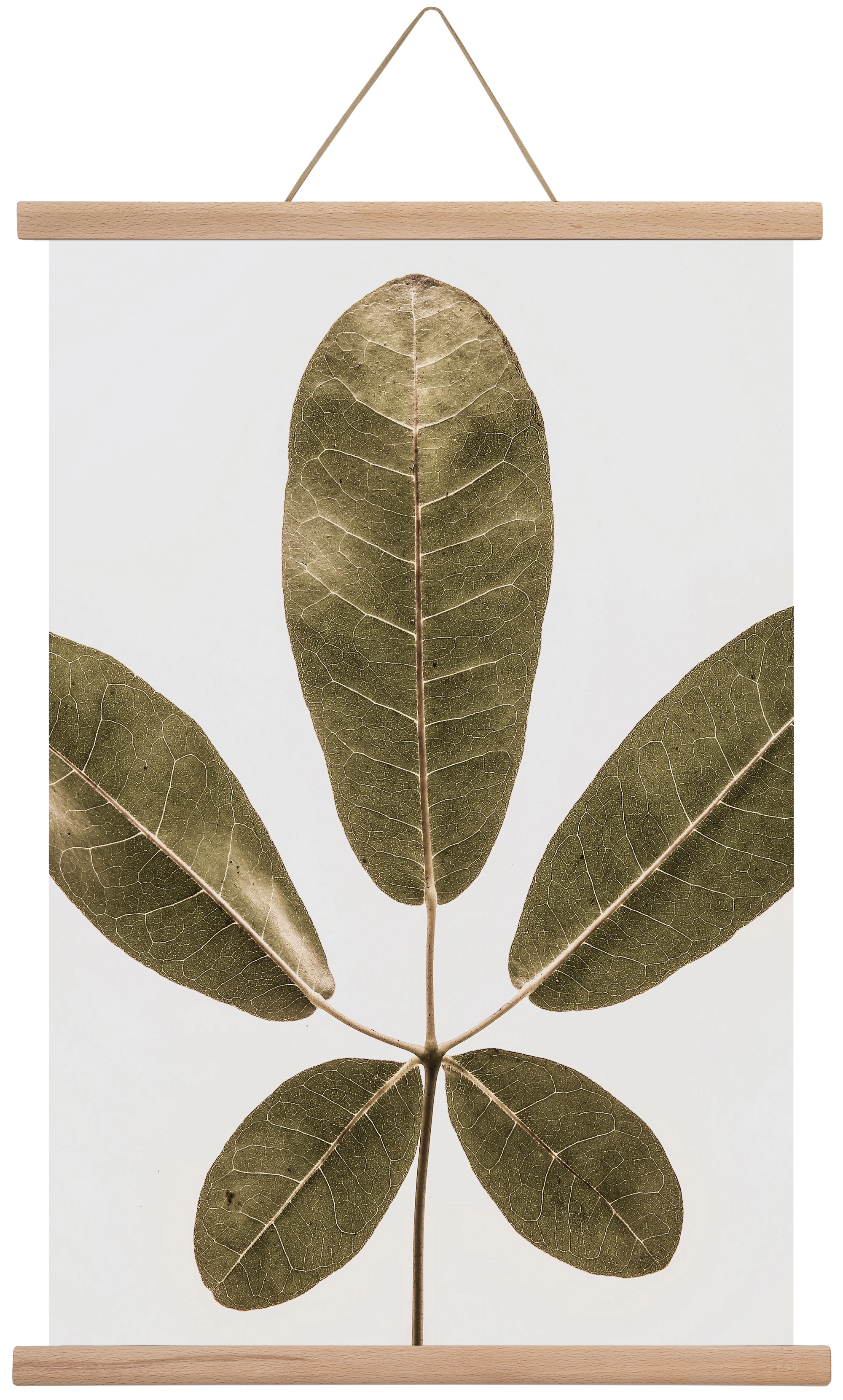 Autumn leaf, 40x60 cm (40x60 cm), Tölgy akasztó