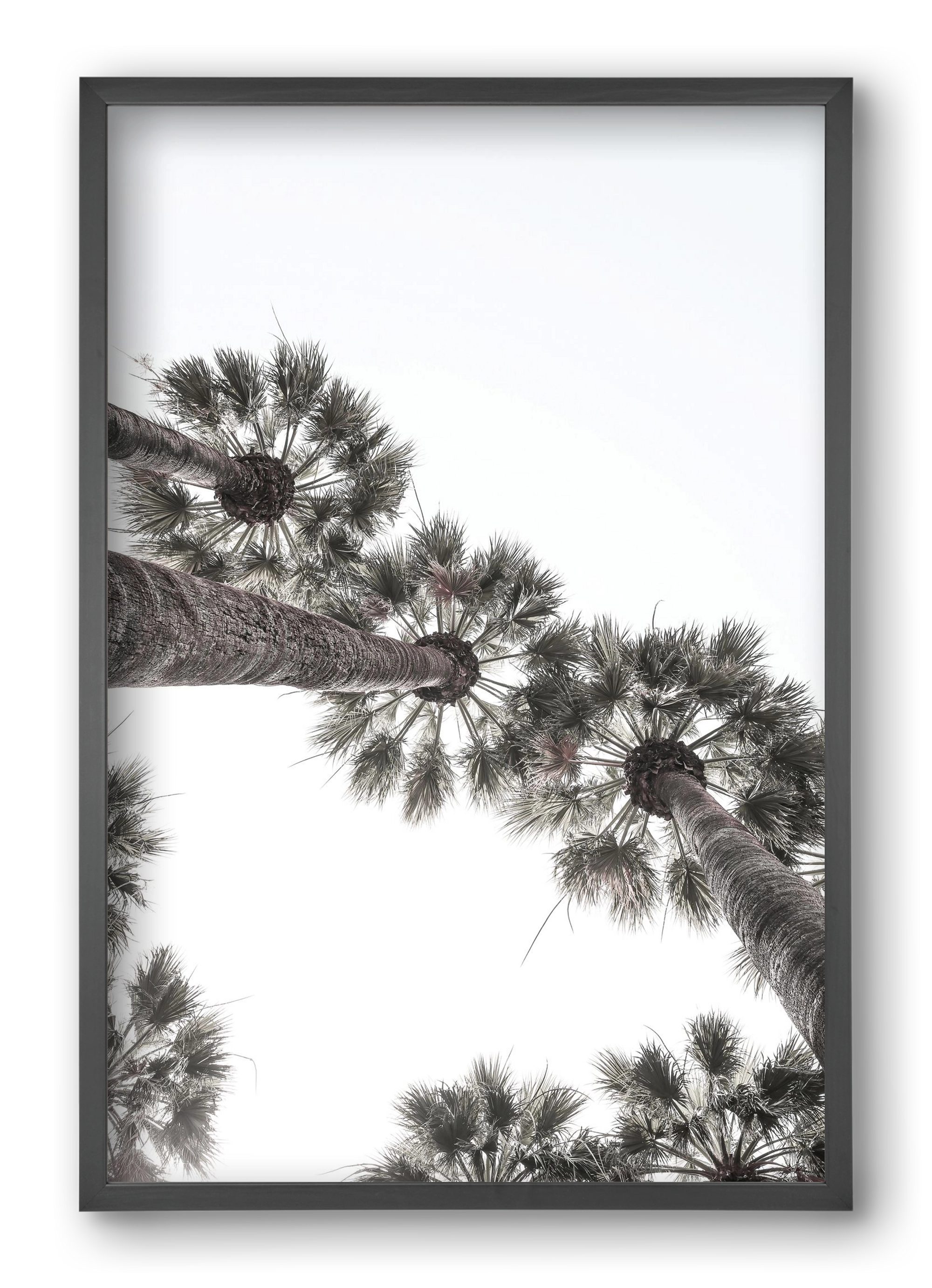 Bodrum Plams, 40x60 cm (40x60 cm), Fekete keret