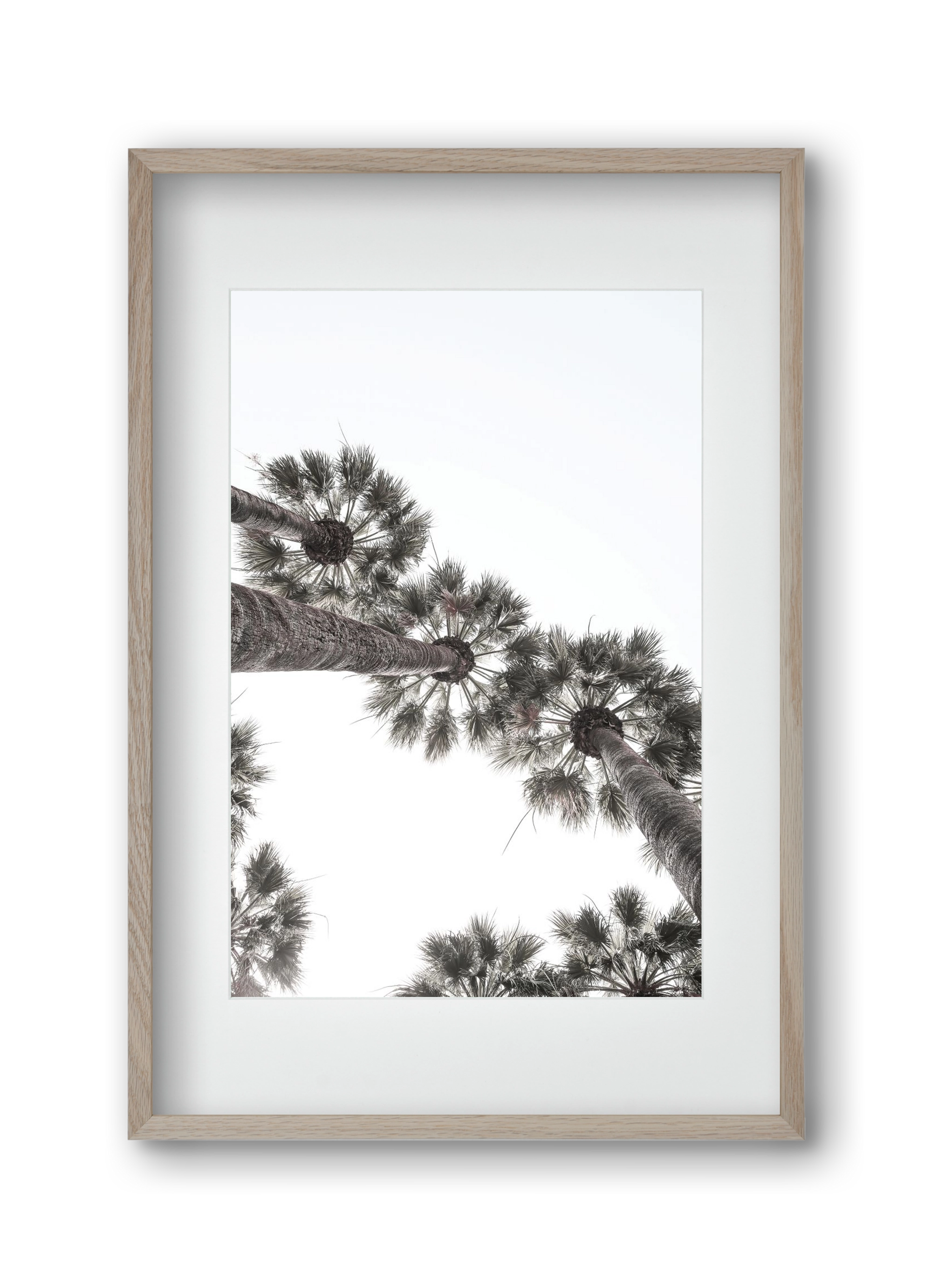 Bodrum Plams, 30x45 cm (20x30 cm), Tölgy keret, paszpartuval