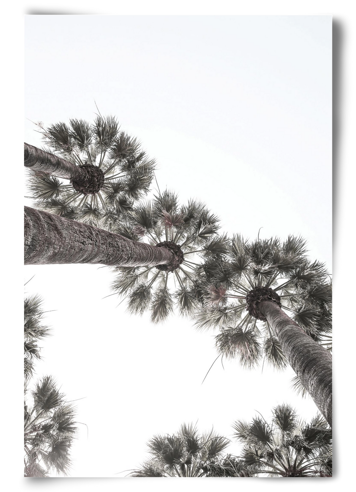 Bodrum Plams, 60x90 cm, Keret nélkül