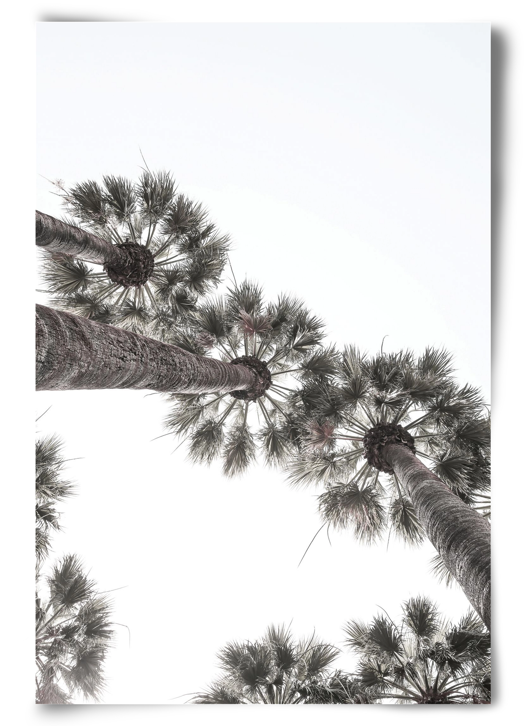 Bodrum Plams, 60x90 cm, Keret nélkül