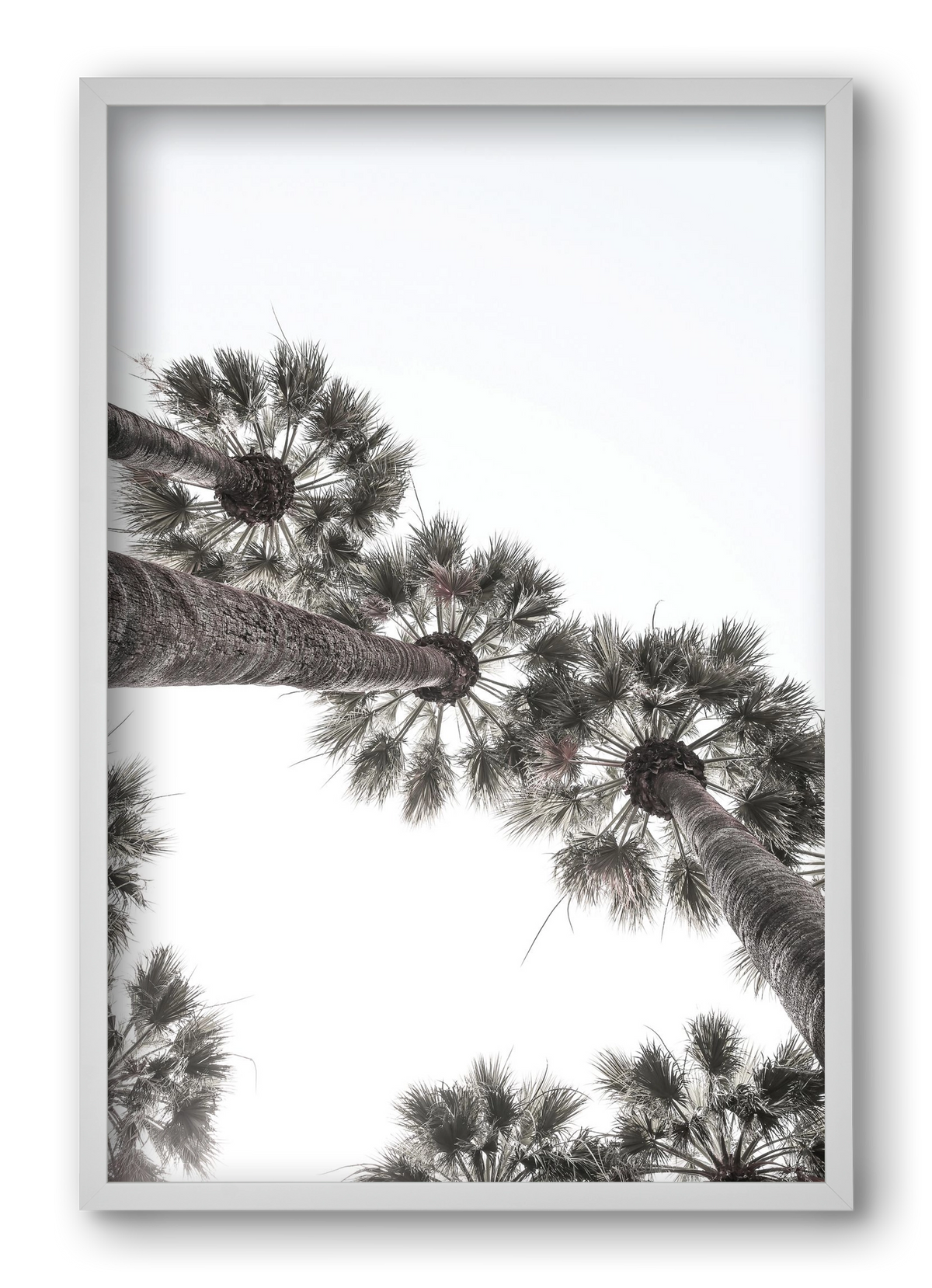 Bodrum Plams, 40x60 cm (40x60 cm), Fehér keret