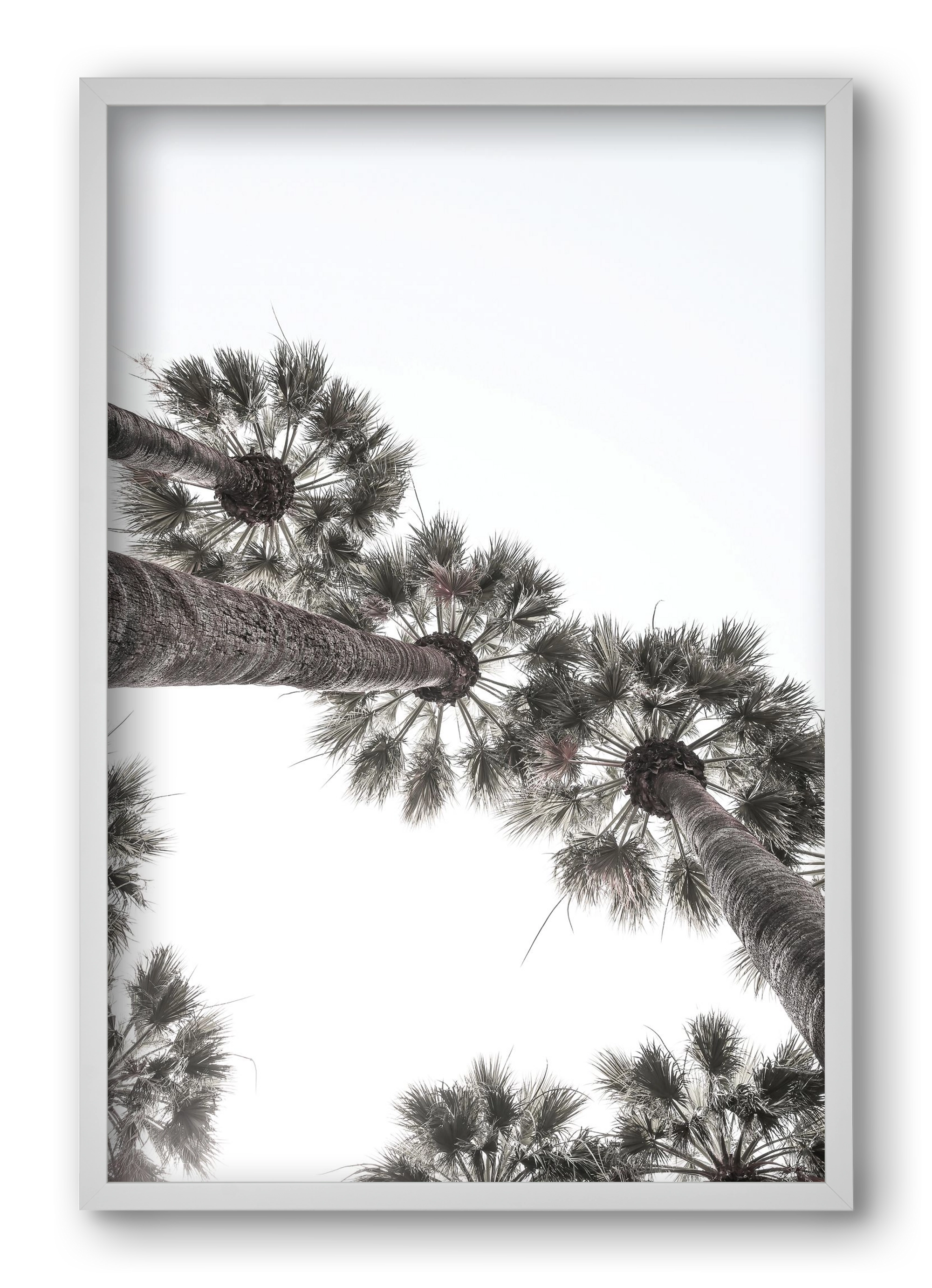 Bodrum Plams, 40x60 cm (40x60 cm), Fehér keret