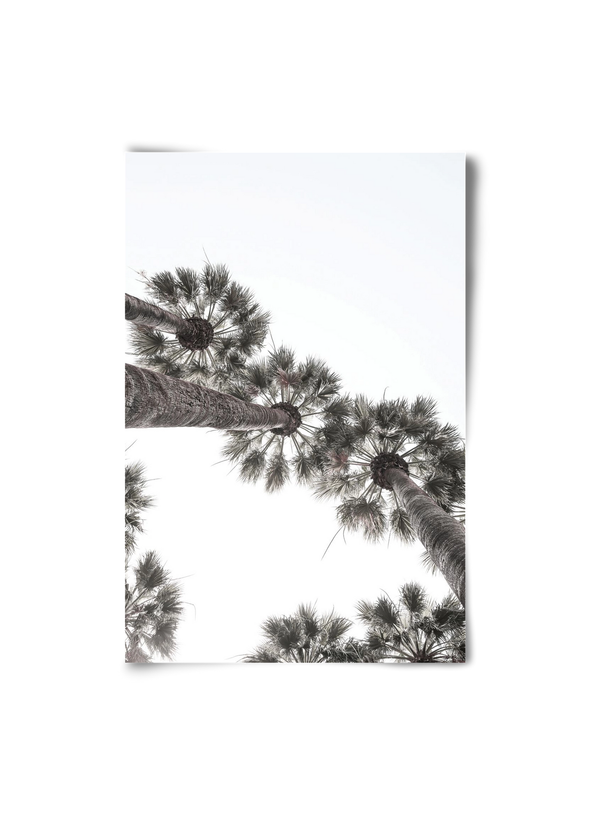 Bodrum Plams, 20x30 cm, Keret nélkül