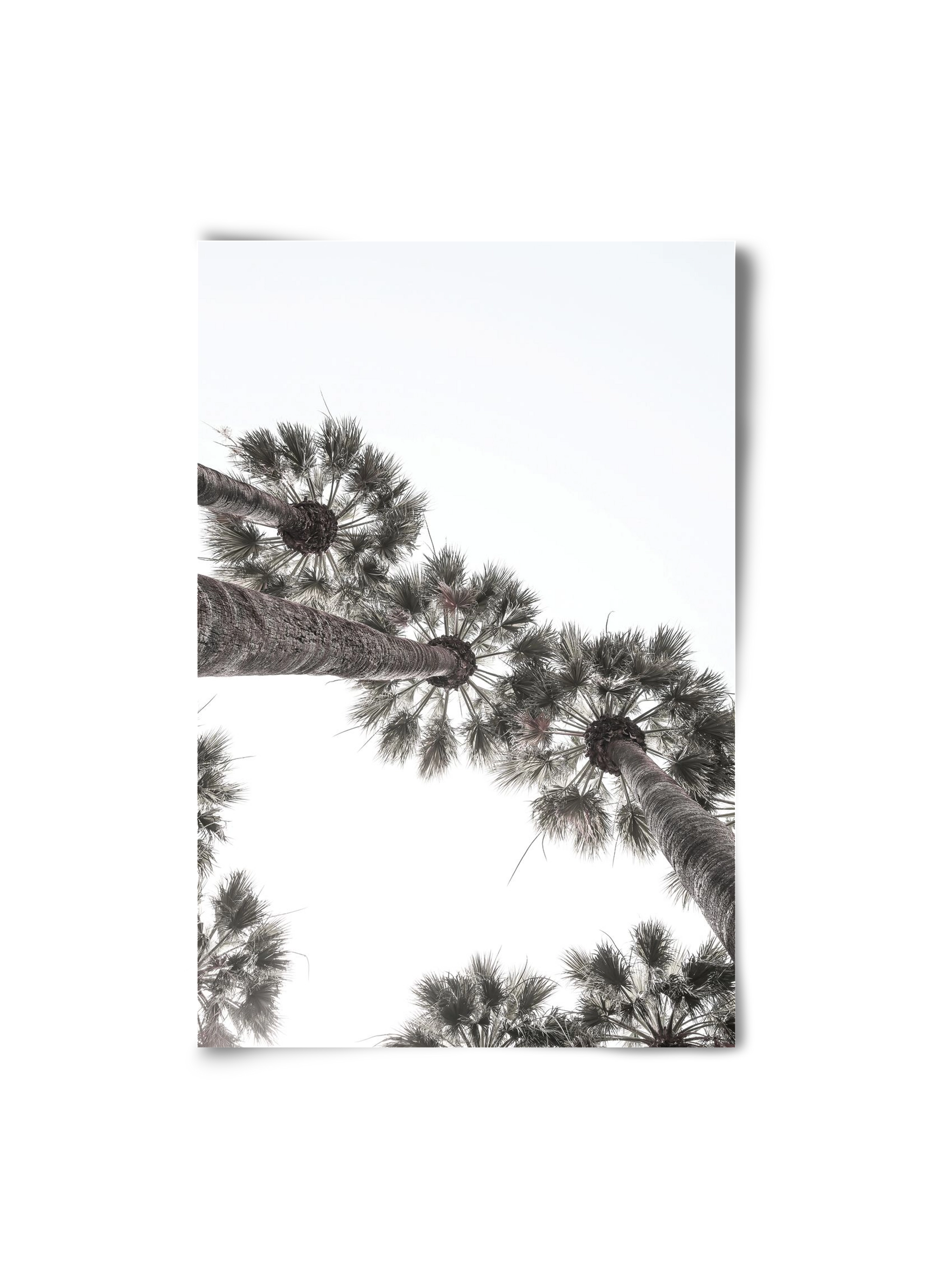 Bodrum Plams, 20x30 cm, Keret nélkül