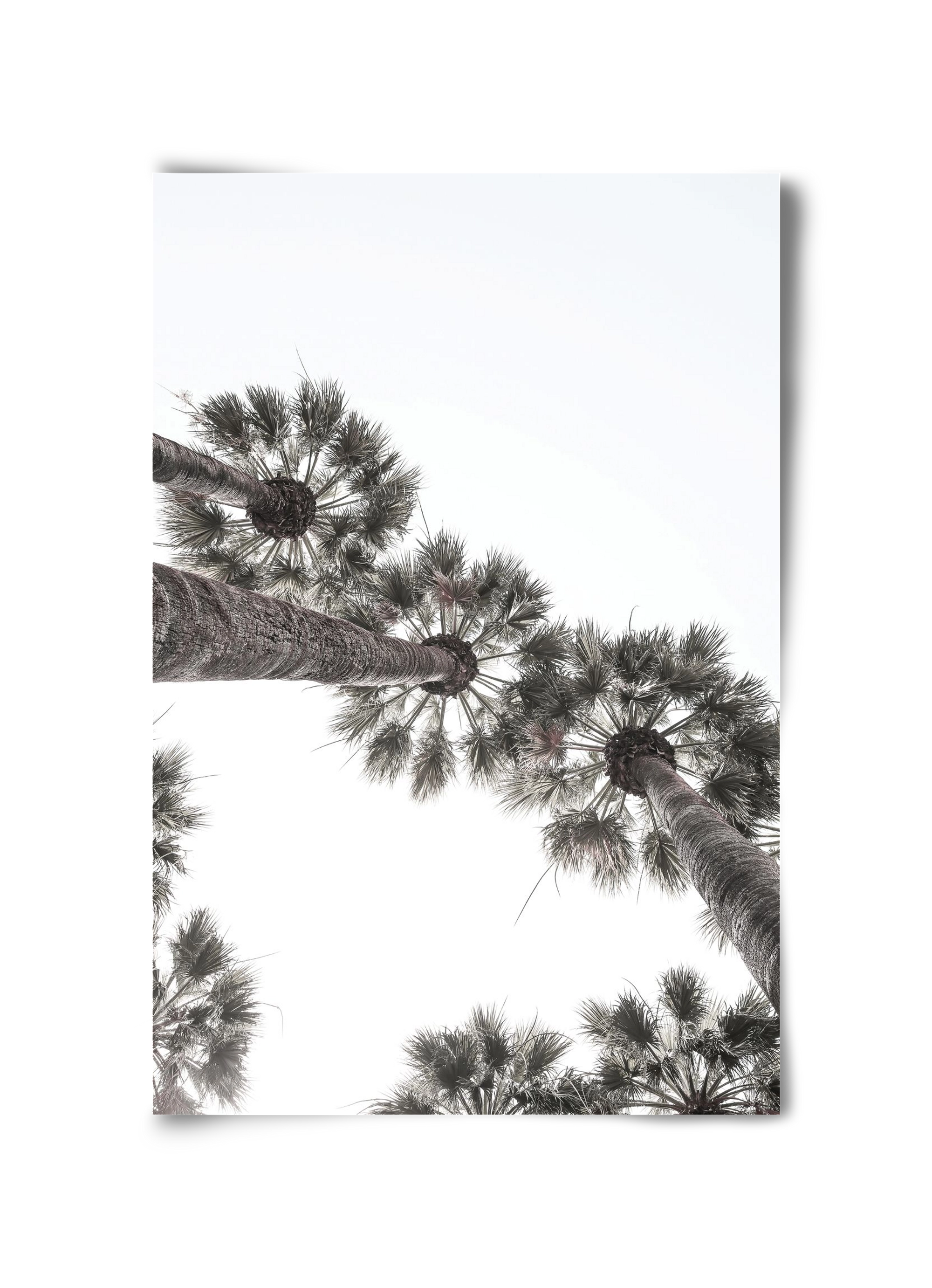 Bodrum Plams, 30x45 cm, Keret nélkül