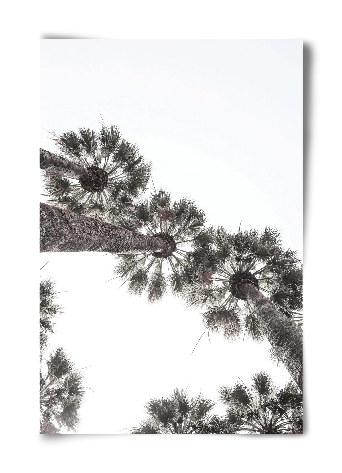 Bodrum Plams, 40x60 cm, Keret nélkül