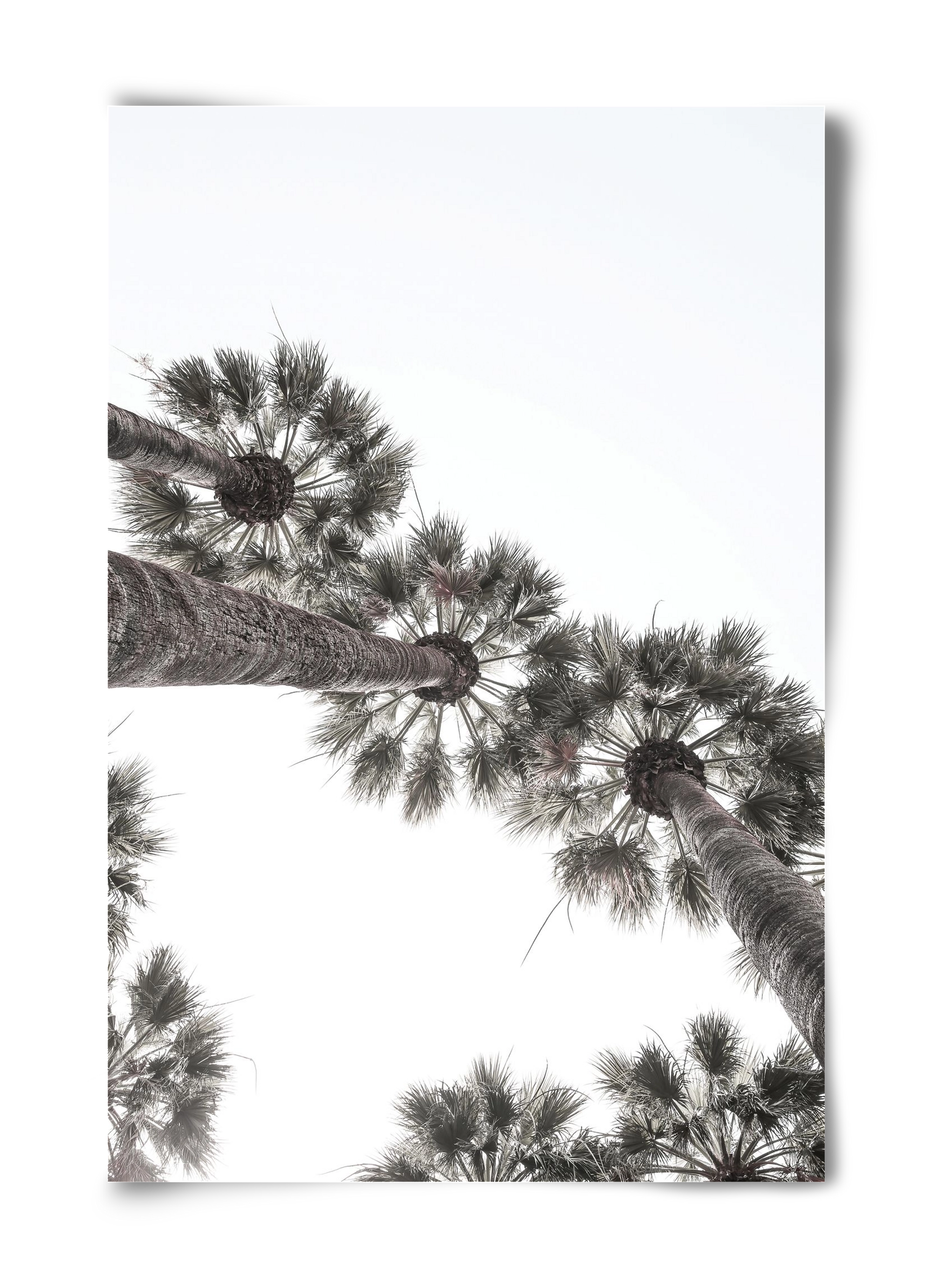 Bodrum Plams, 40x60 cm, Keret nélkül