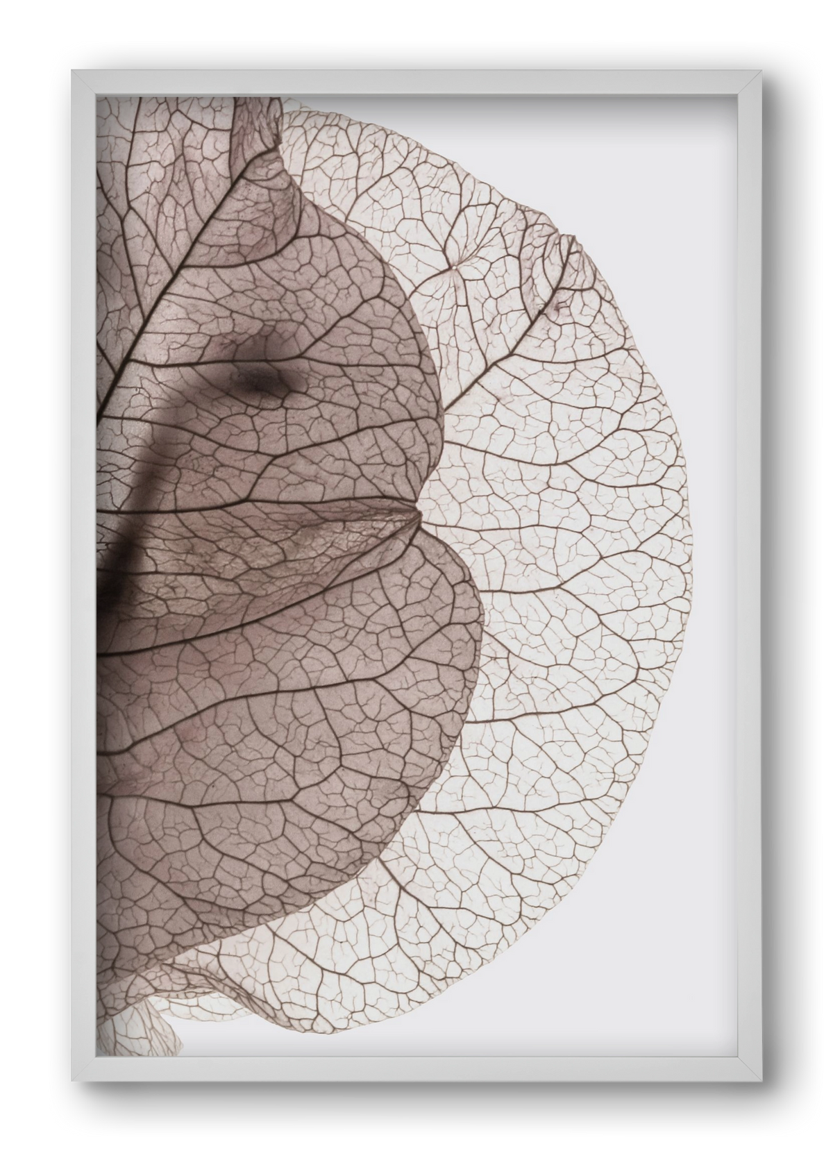 Bougainvillea Island, 40x60 cm (40x60 cm), Fehér keret