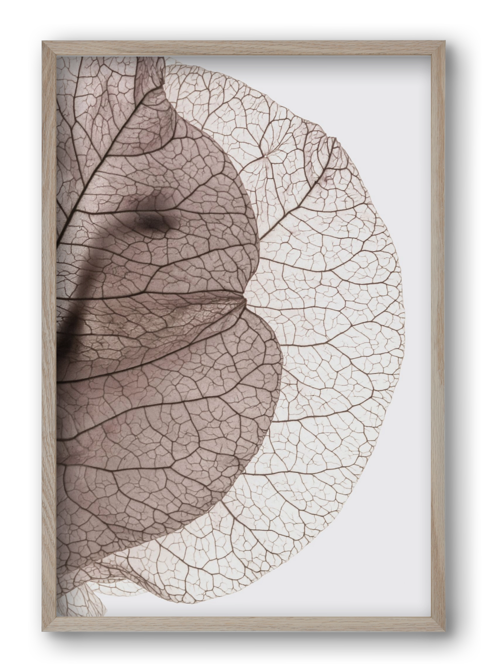 Bougainvillea Island, 40x60 cm (40x60 cm), Tölgy keret