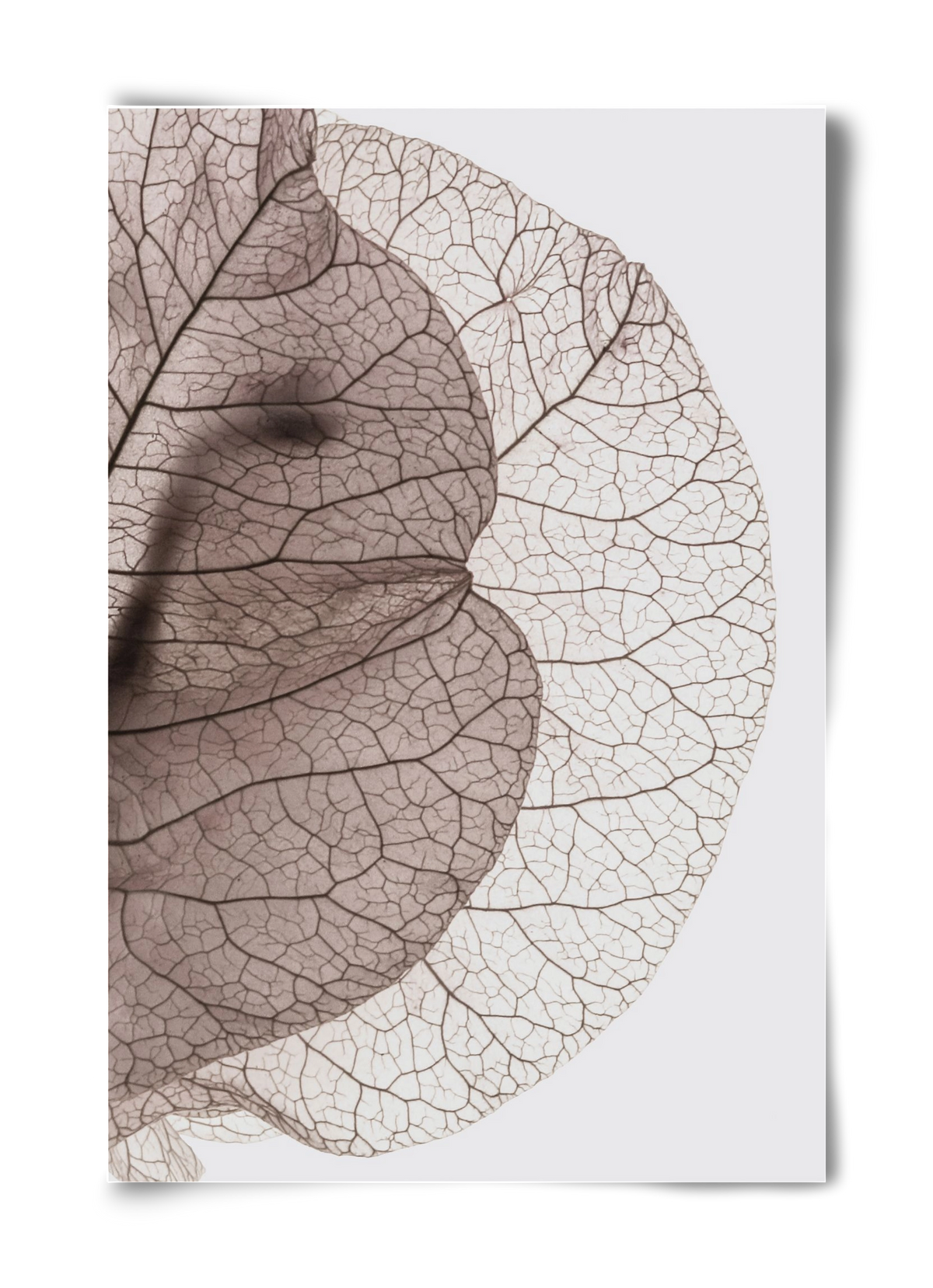 Bougainvillea Island, 40x60 cm, Keret nélkül