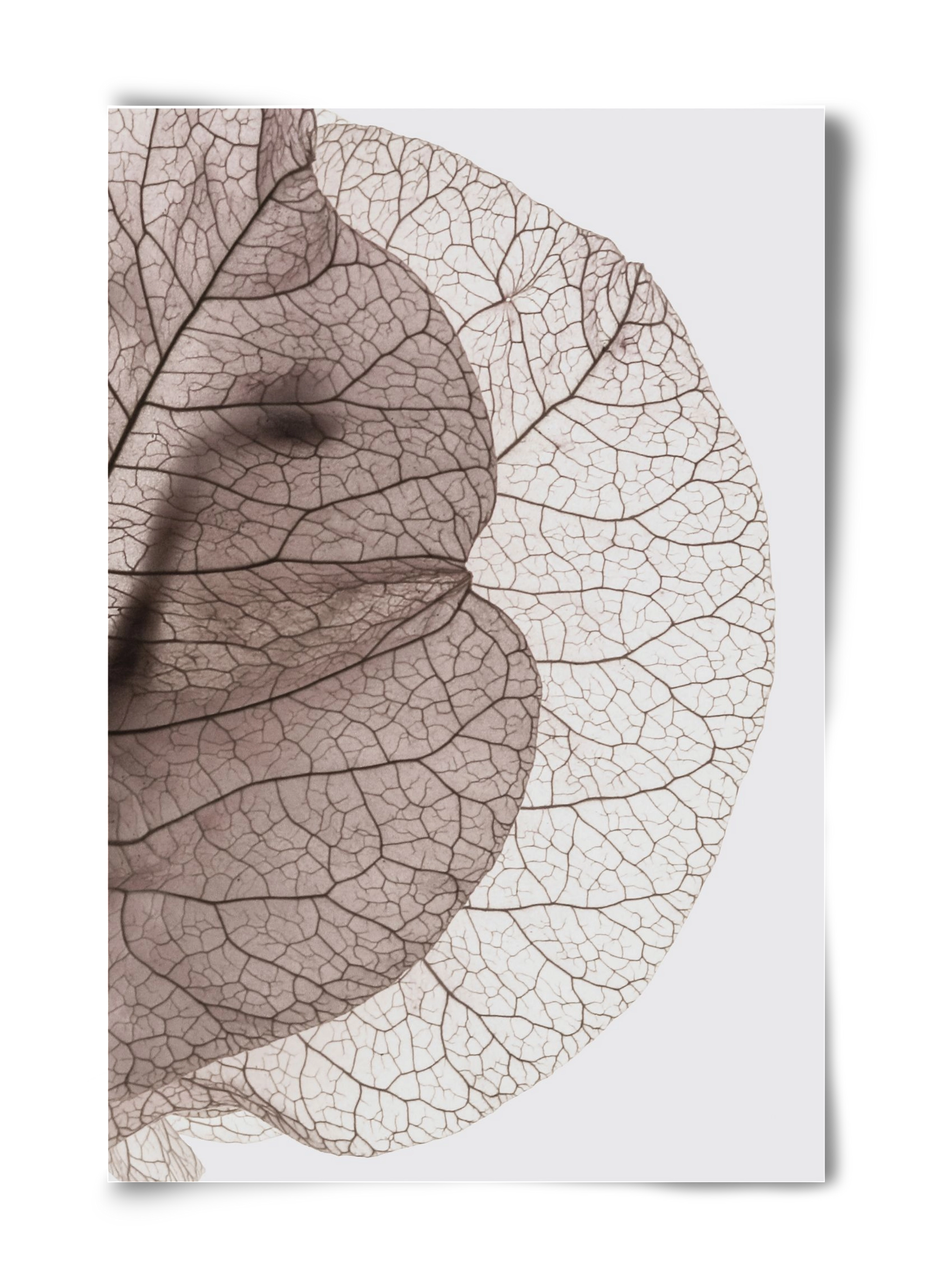 Bougainvillea Island, 40x60 cm, Keret nélkül