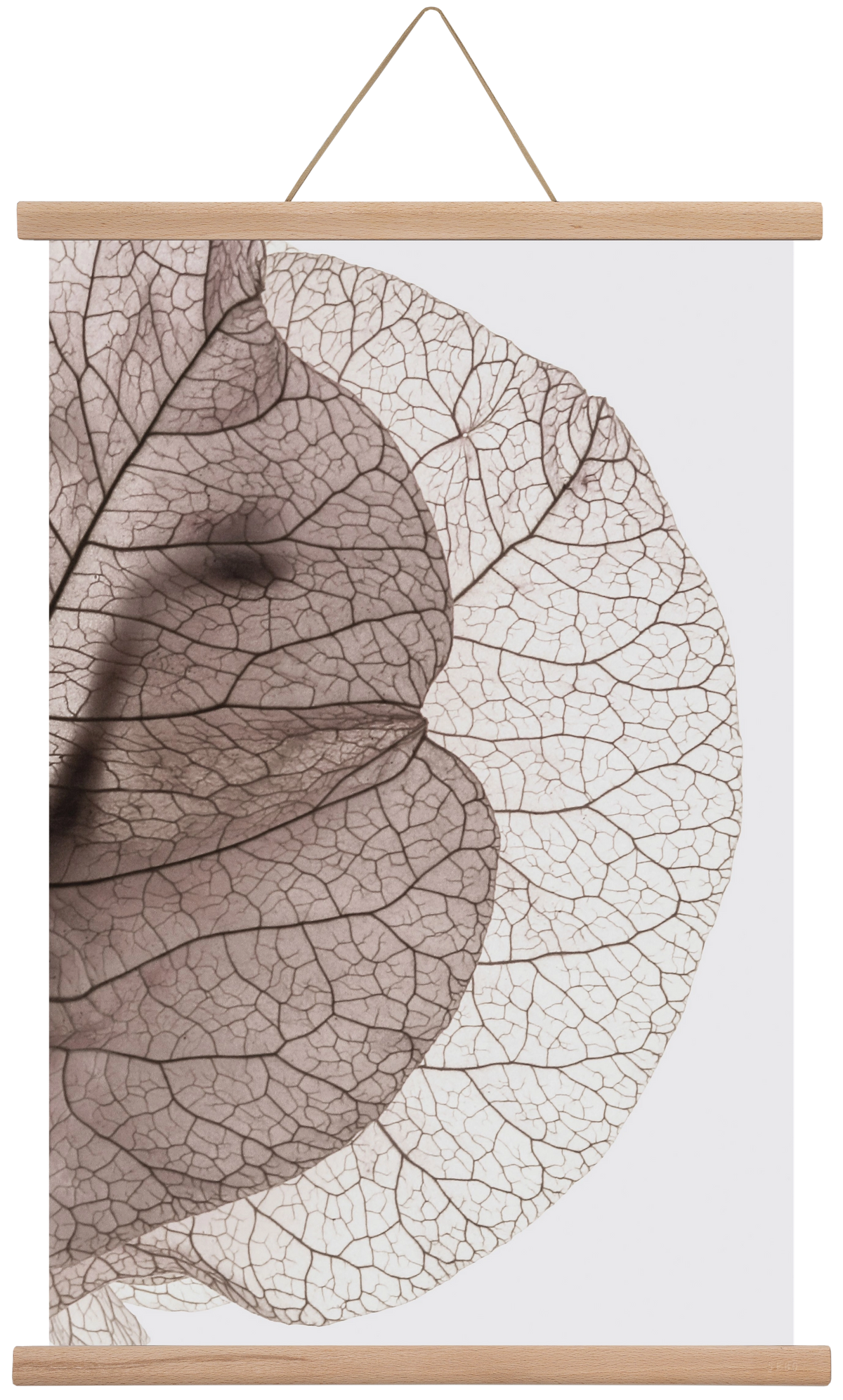 Bougainvillea Island, 40x60 cm (40x60 cm), Tölgy akasztó