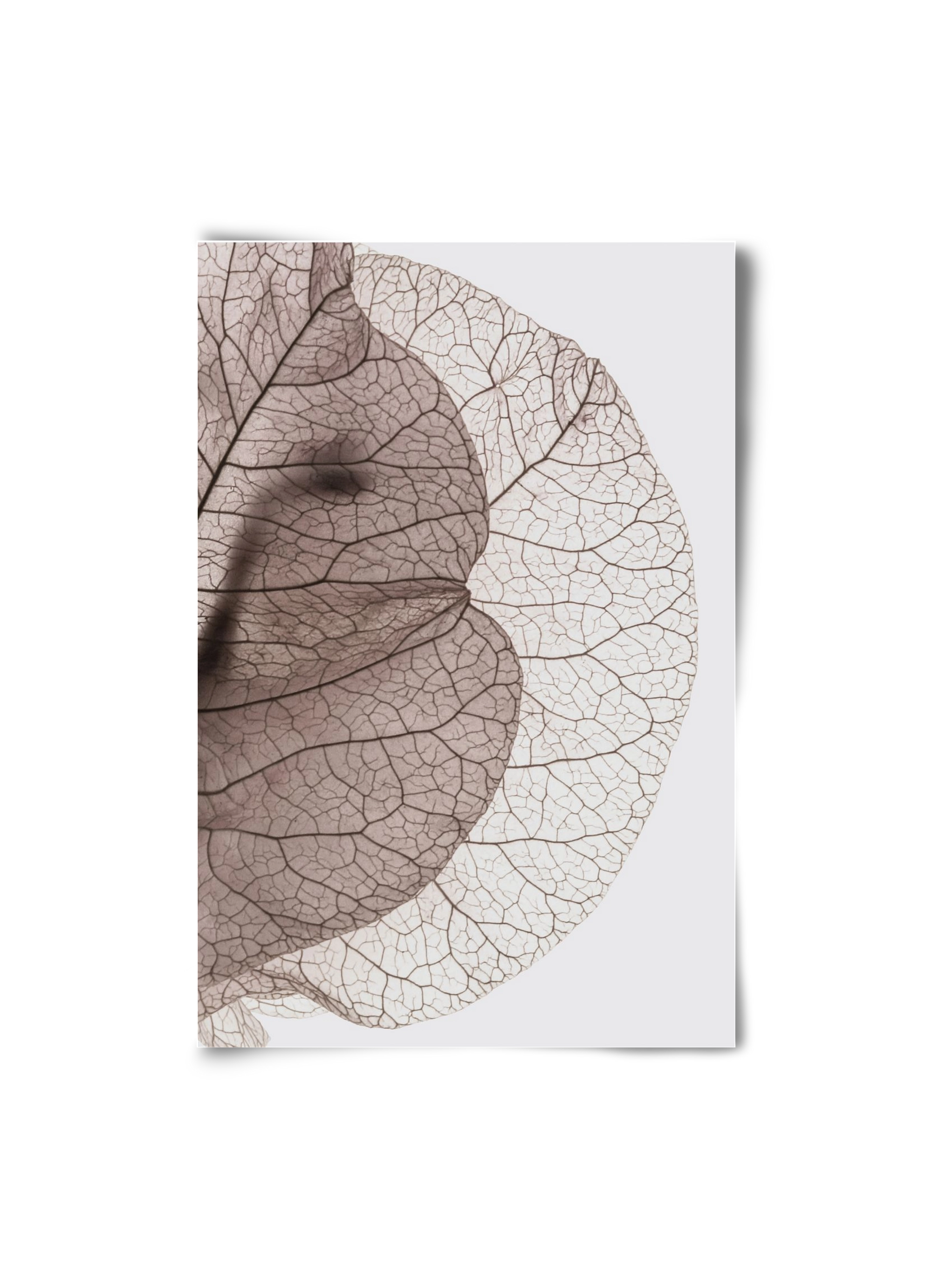 Bougainvillea Island, 20x30 cm, Keret nélkül