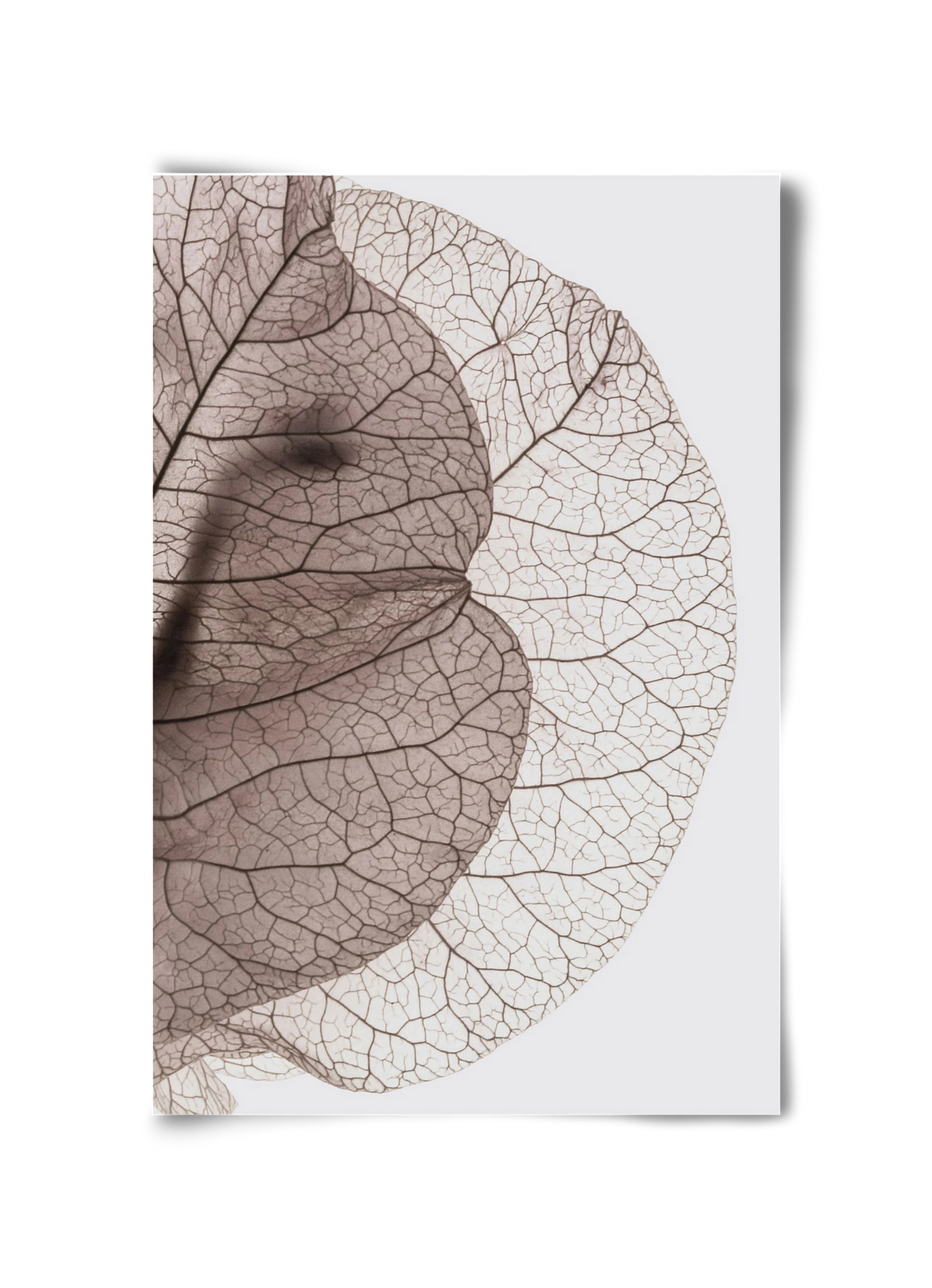 Bougainvillea Island, 30x45 cm, Keret nélkül