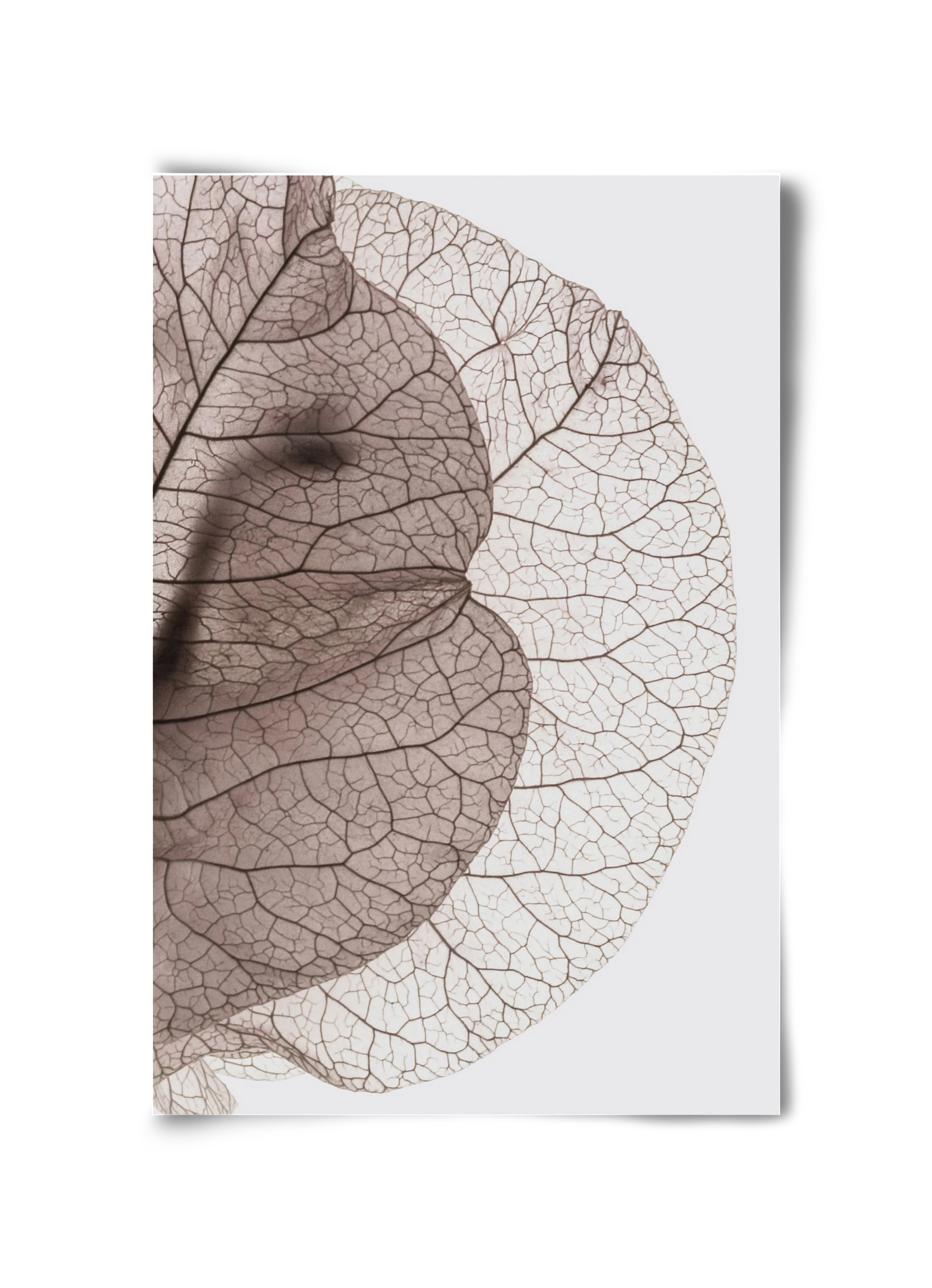 Bougainvillea Island, 30x45 cm, Keret nélkül