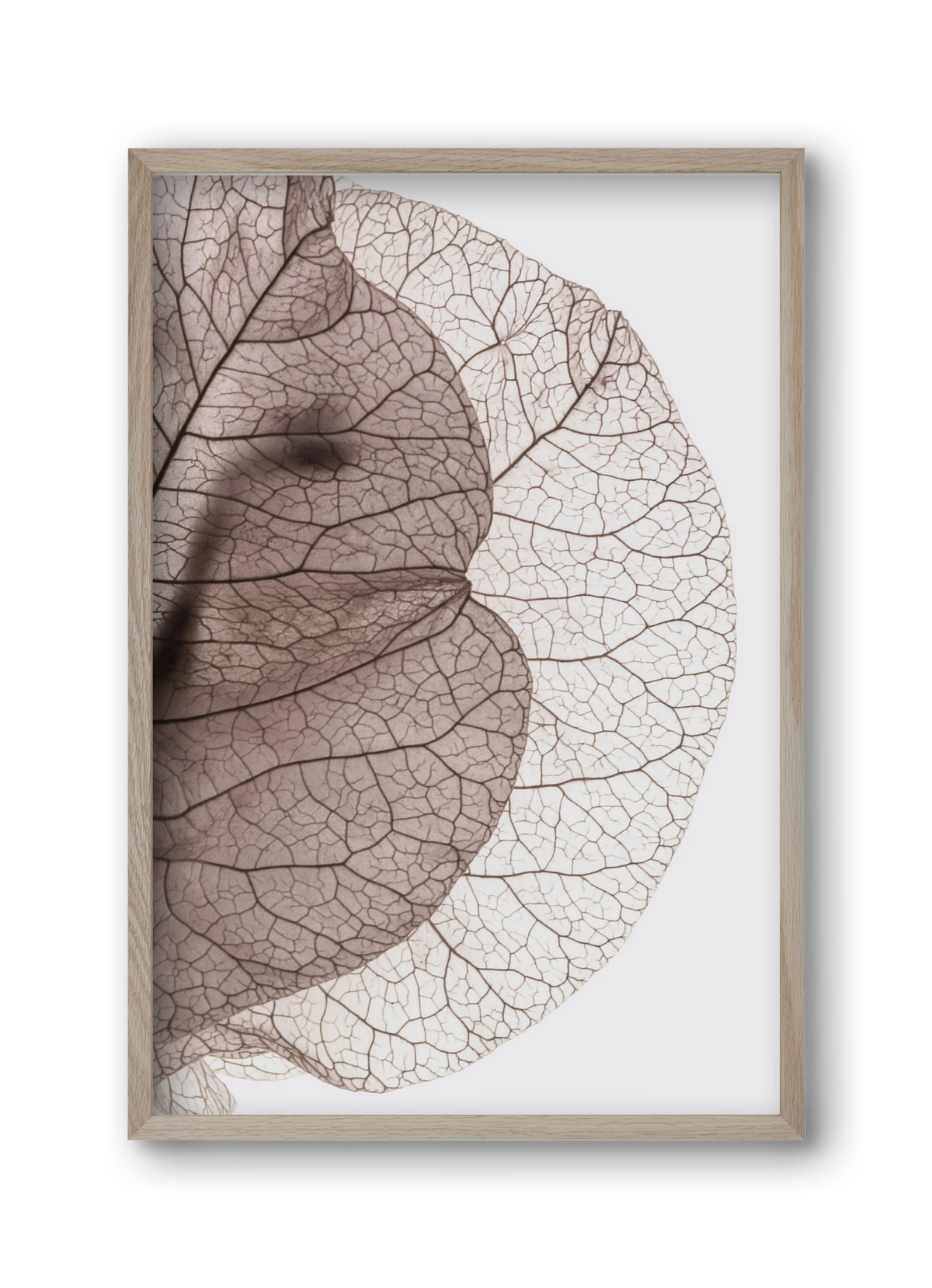 Bougainvillea Island, 30x45 cm (30x45 cm), Tölgy keret