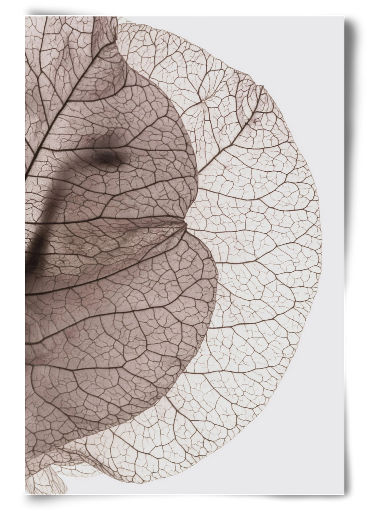 Bougainvillea Island, 60x90 cm, Keret nélkül