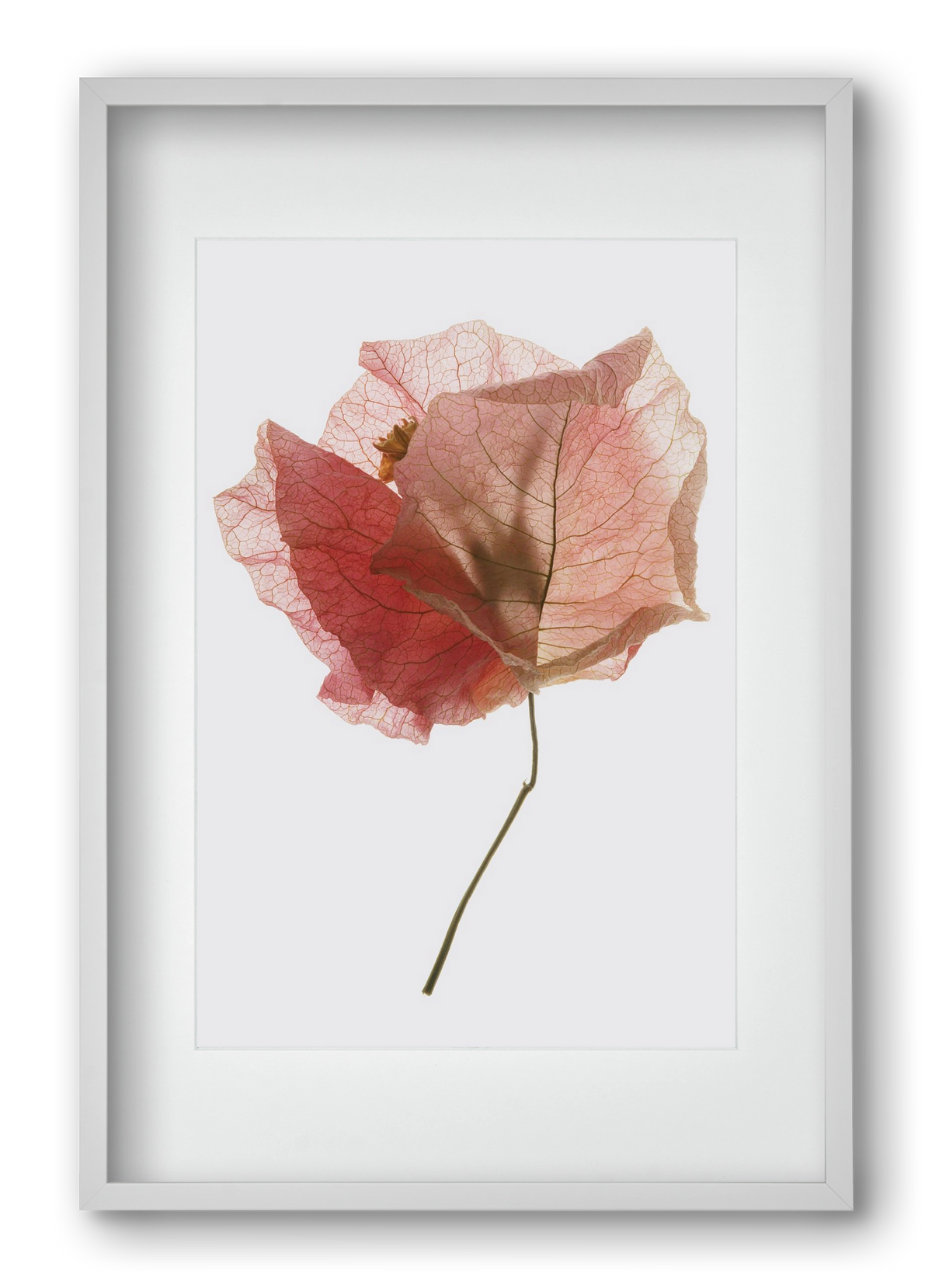 Bougainvillea study, 40x60 cm (30x45 cm), Fehér keret, paszpartuval