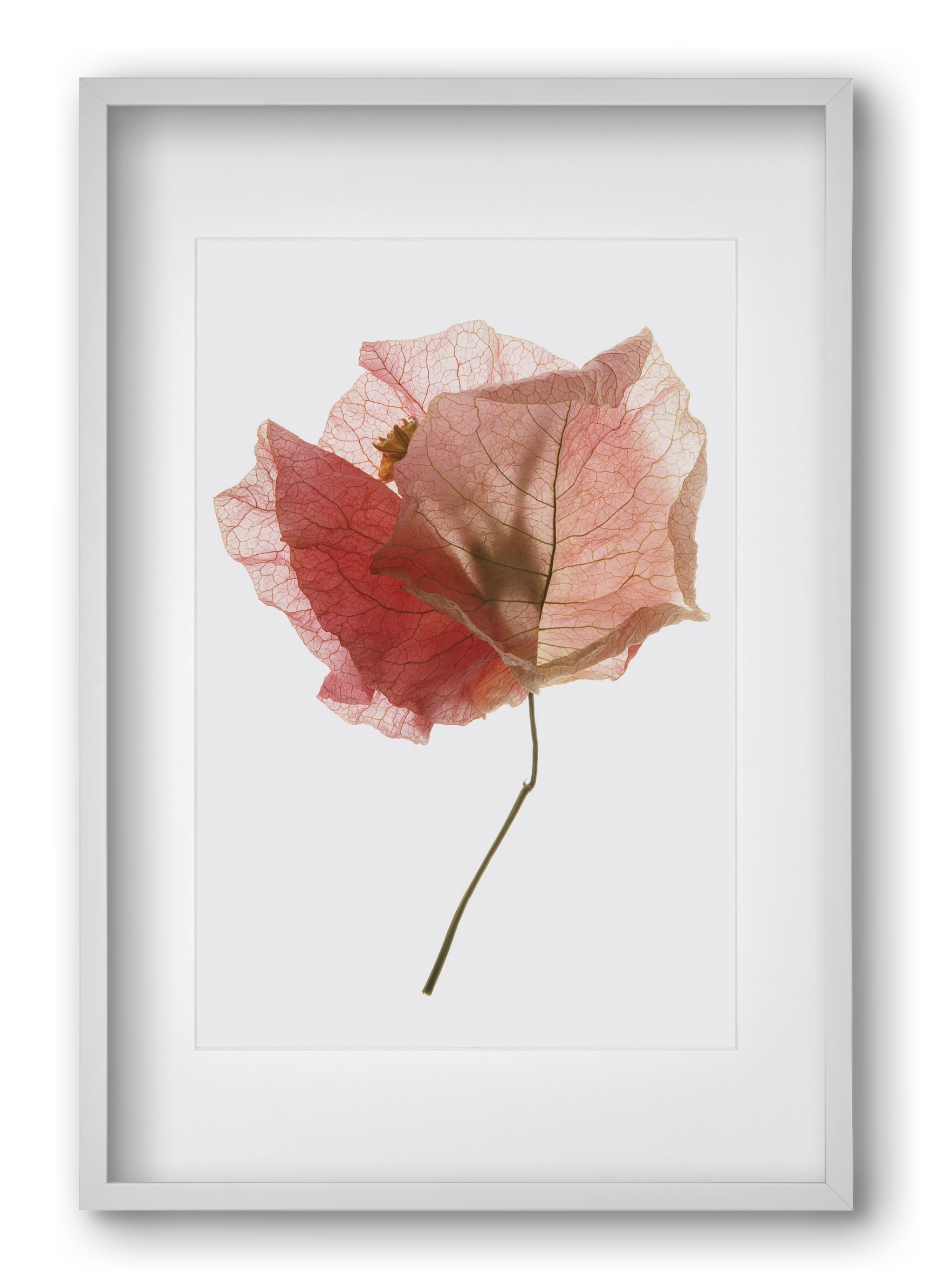 Bougainvillea study, 40x60 cm (30x45 cm), Fehér keret, paszpartuval