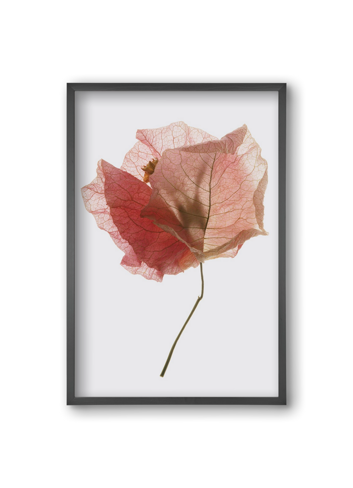 Bougainvillea study, 20x30 cm (20x30 cm), Fekete keret