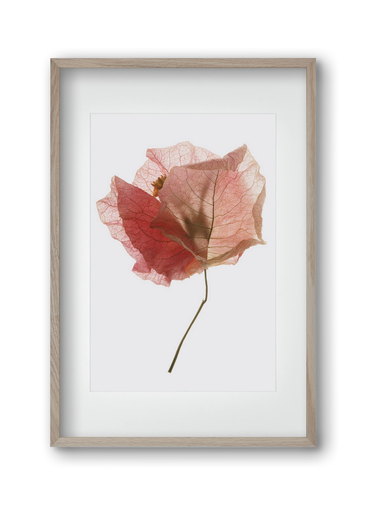 Bougainvillea study, 30x45 cm (20x30 cm), Tölgy keret, paszpartuval