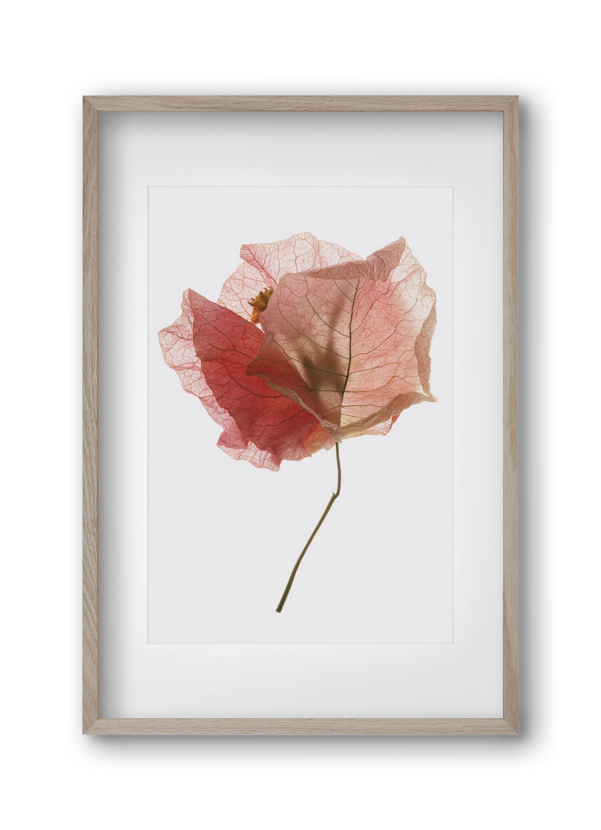 Bougainvillea study, 30x45 cm (20x30 cm), Tölgy keret, paszpartuval
