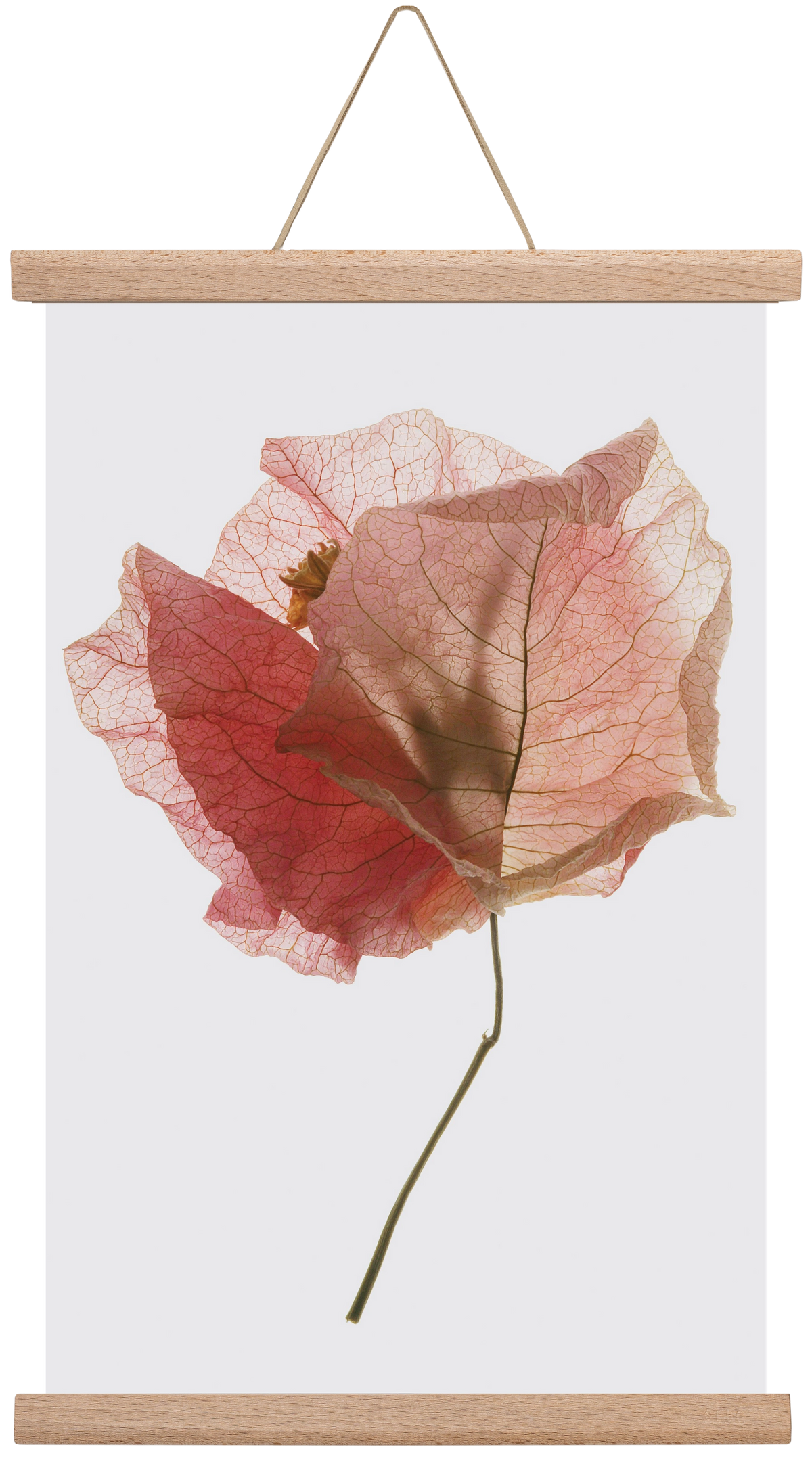 Bougainvillea study, 30x45 cm (30x45 cm), Tölgy akasztó