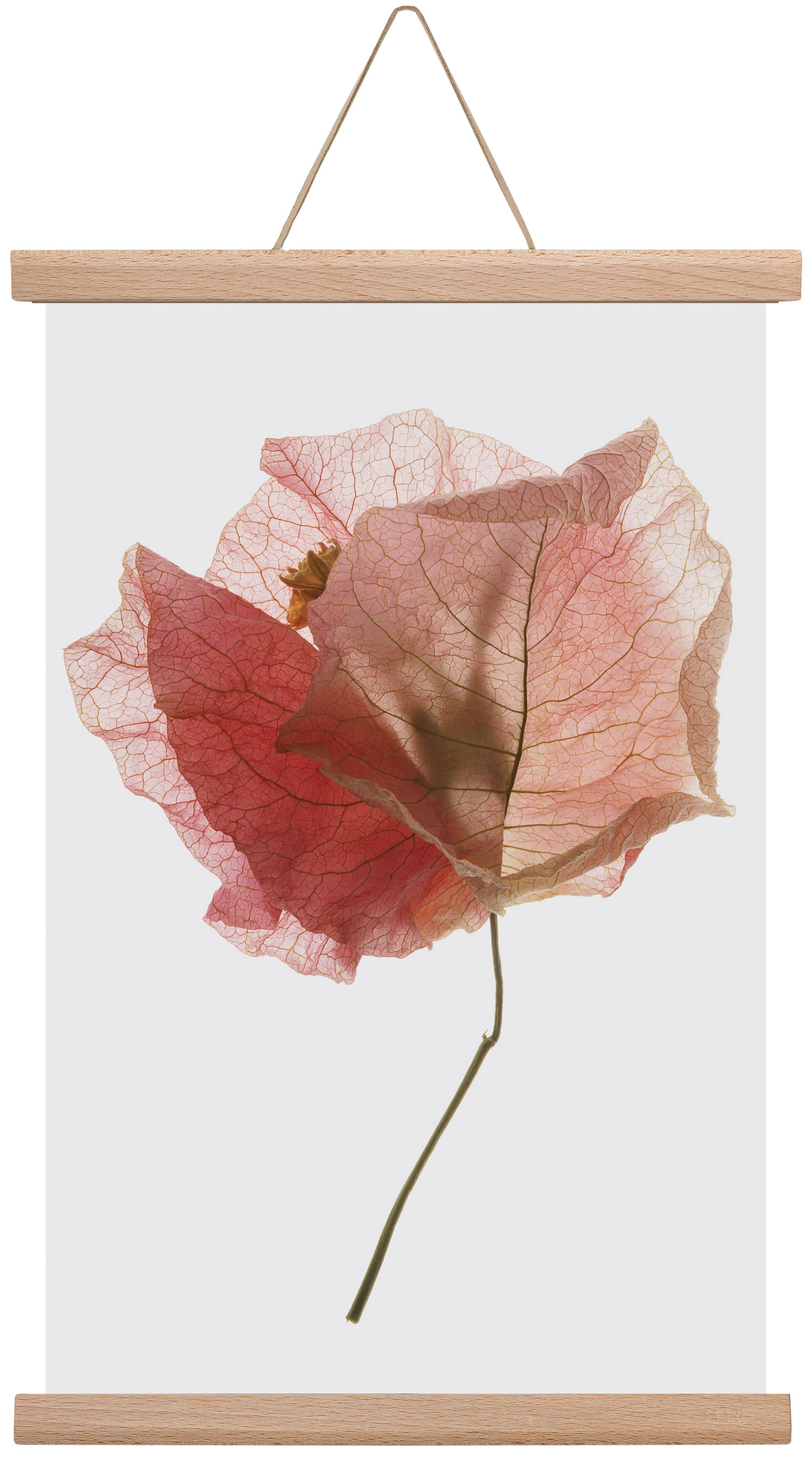 Bougainvillea study, 30x45 cm (30x45 cm), Tölgy akasztó