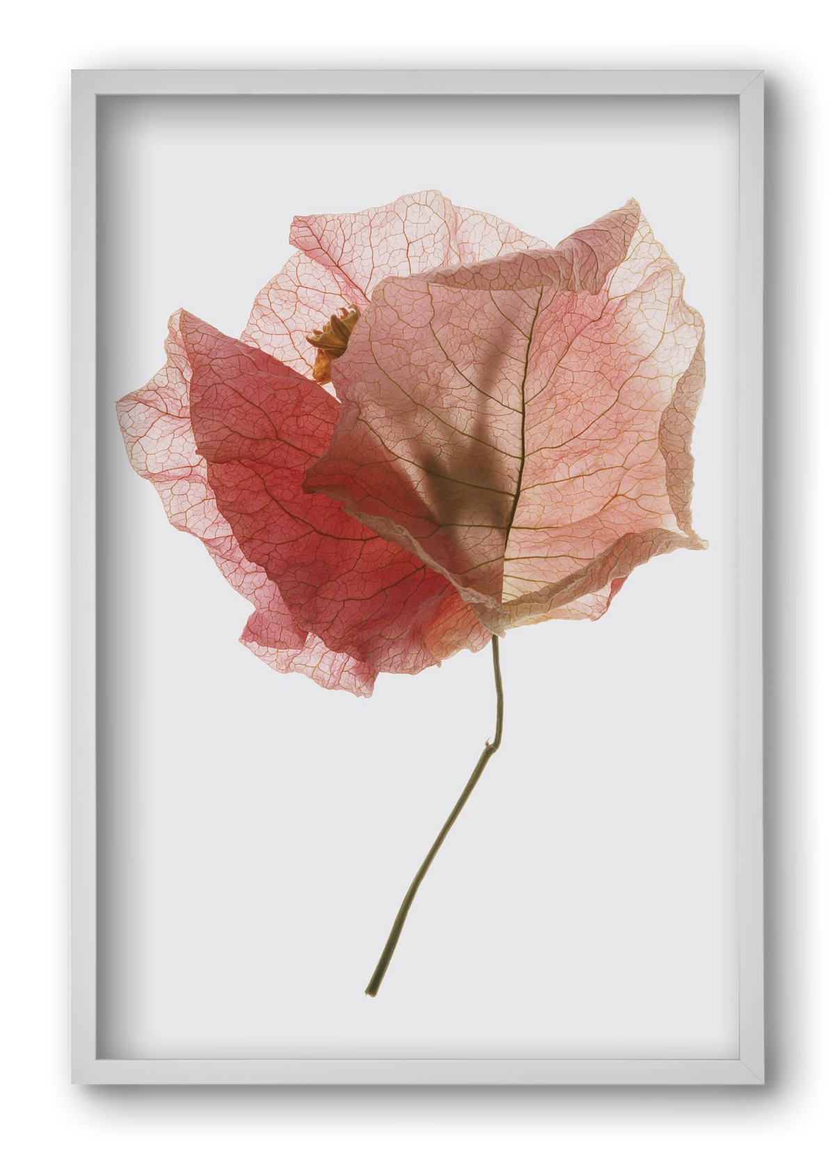 Bougainvillea study, 40x60 cm (40x60 cm), Fehér keret