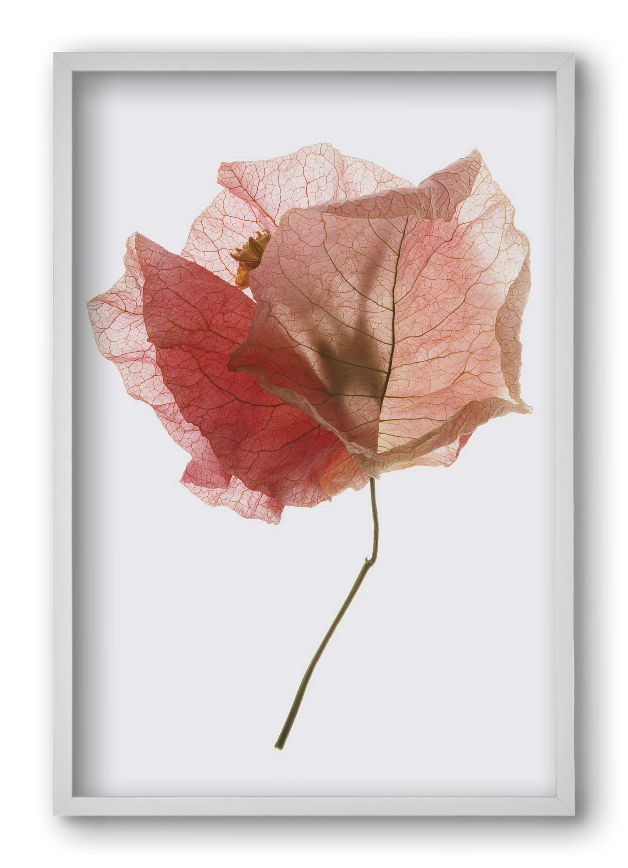 Bougainvillea study, 40x60 cm (40x60 cm), Fehér keret