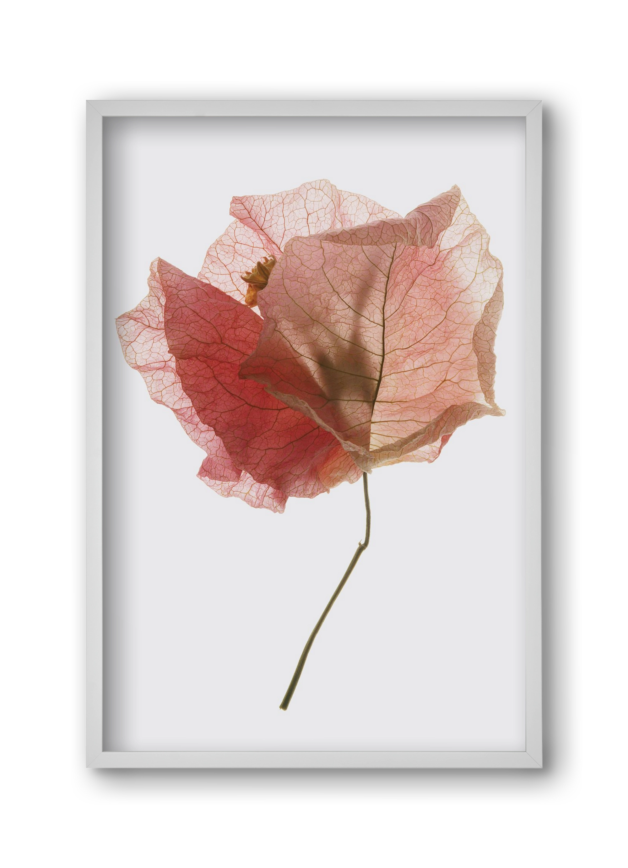 Bougainvillea study, 30x45 cm (30x45 cm), Fehér keret