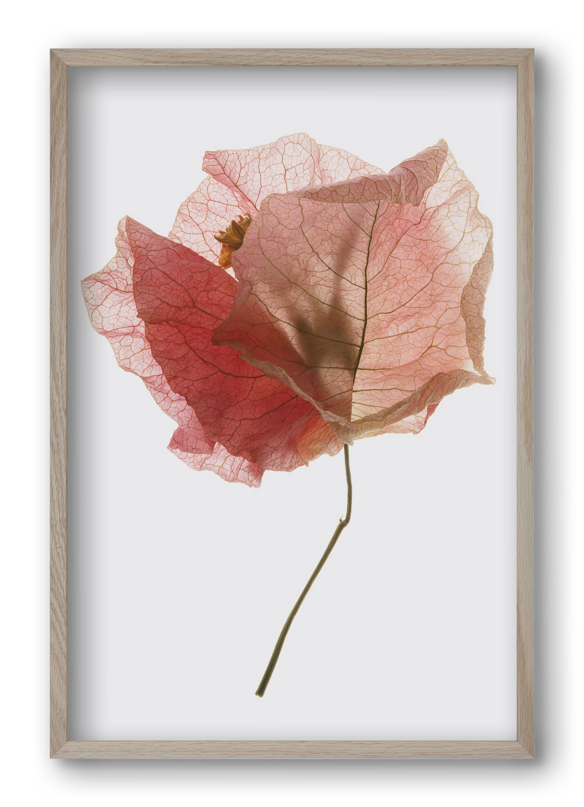 Bougainvillea study, 40x60 cm (40x60 cm), Tölgy keret