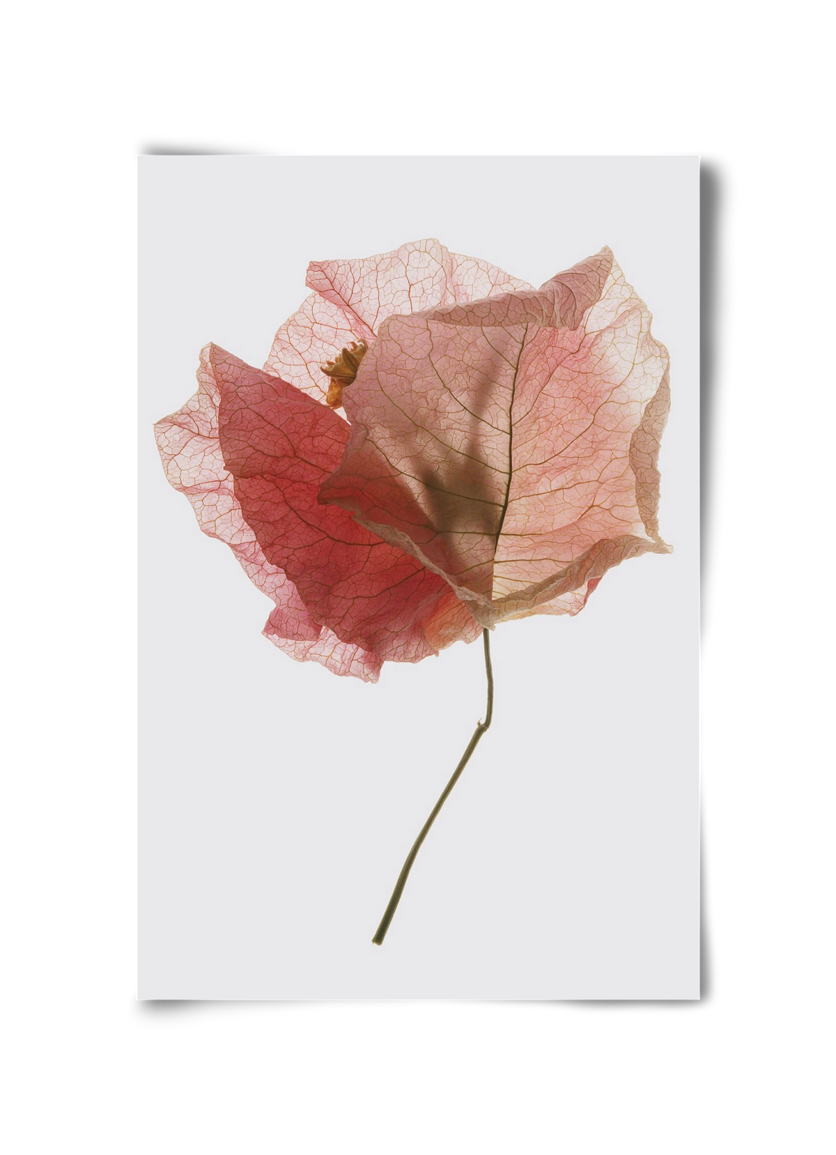 Bougainvillea study, 30x45 cm, Keret nélkül