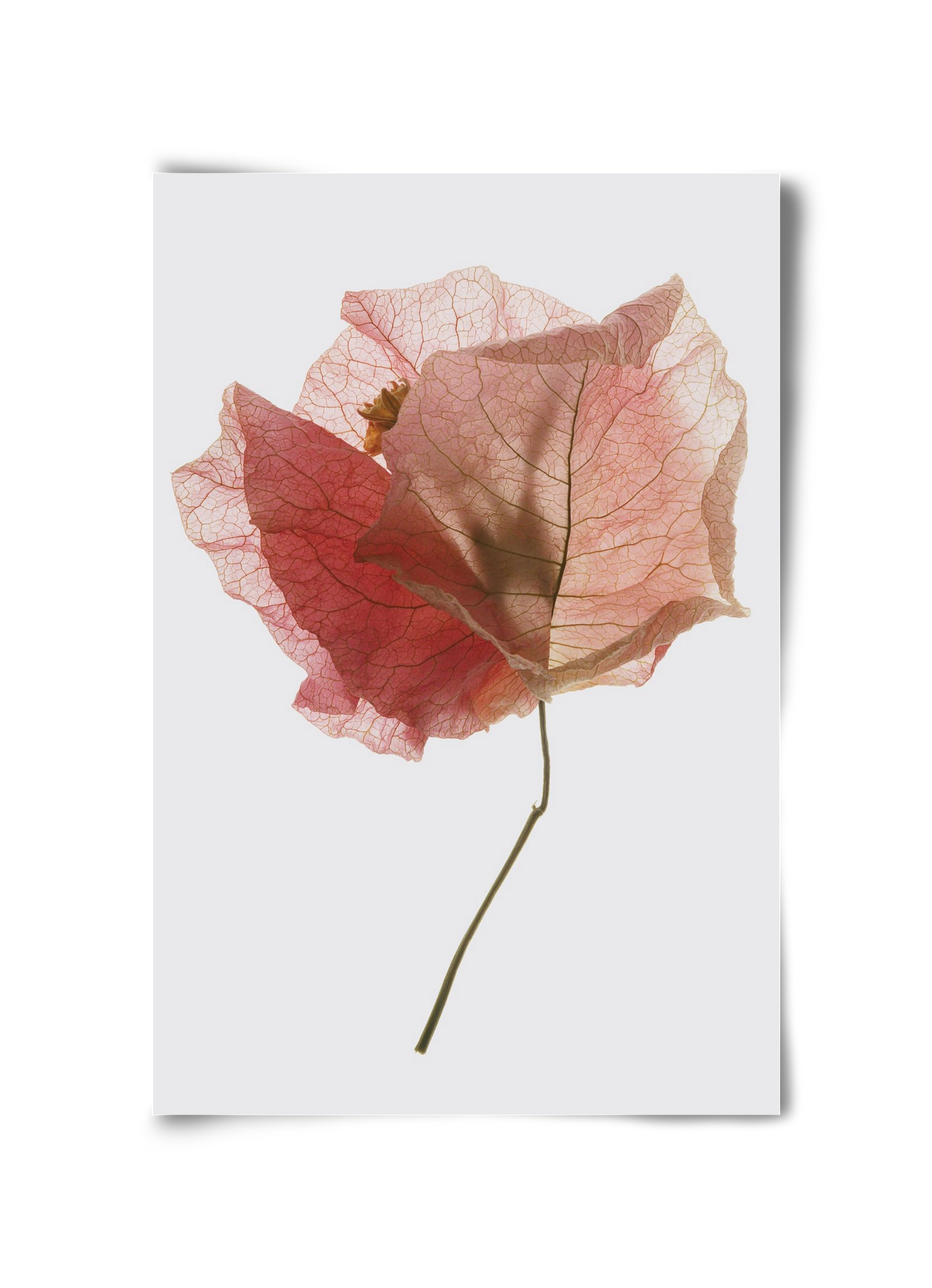 Bougainvillea study, 30x45 cm, Keret nélkül