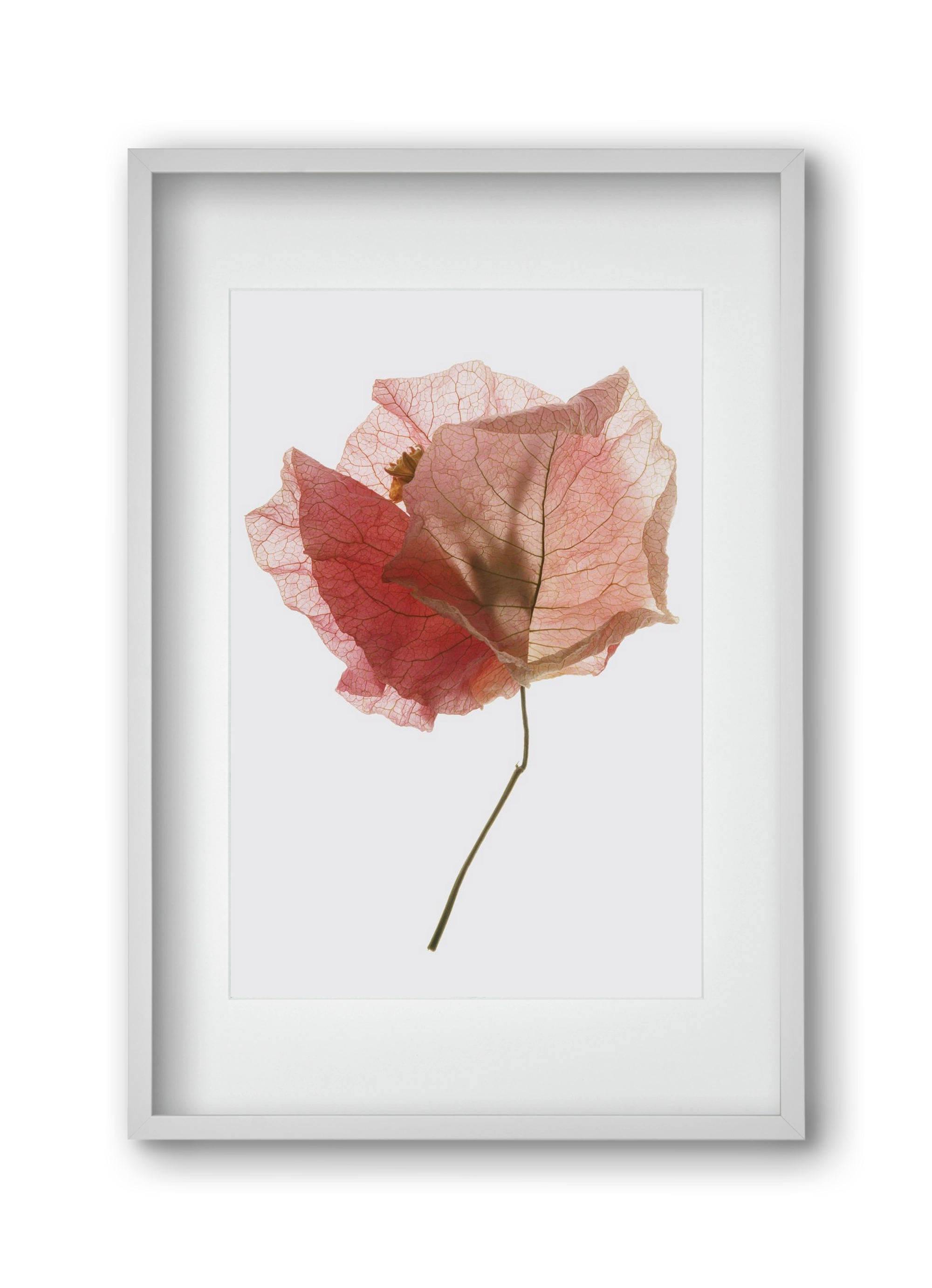 Bougainvillea study, 30x45 cm (20x30 cm), Fehér keret, paszpartuval