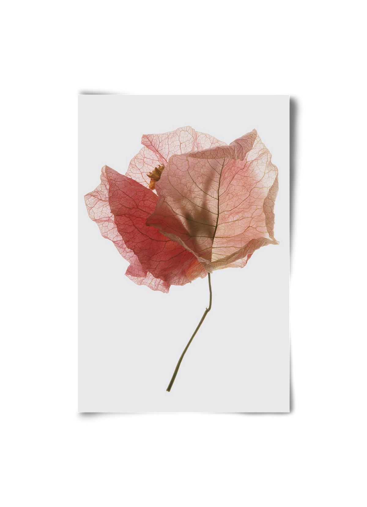 Bougainvillea study, 20x30 cm, Keret nélkül