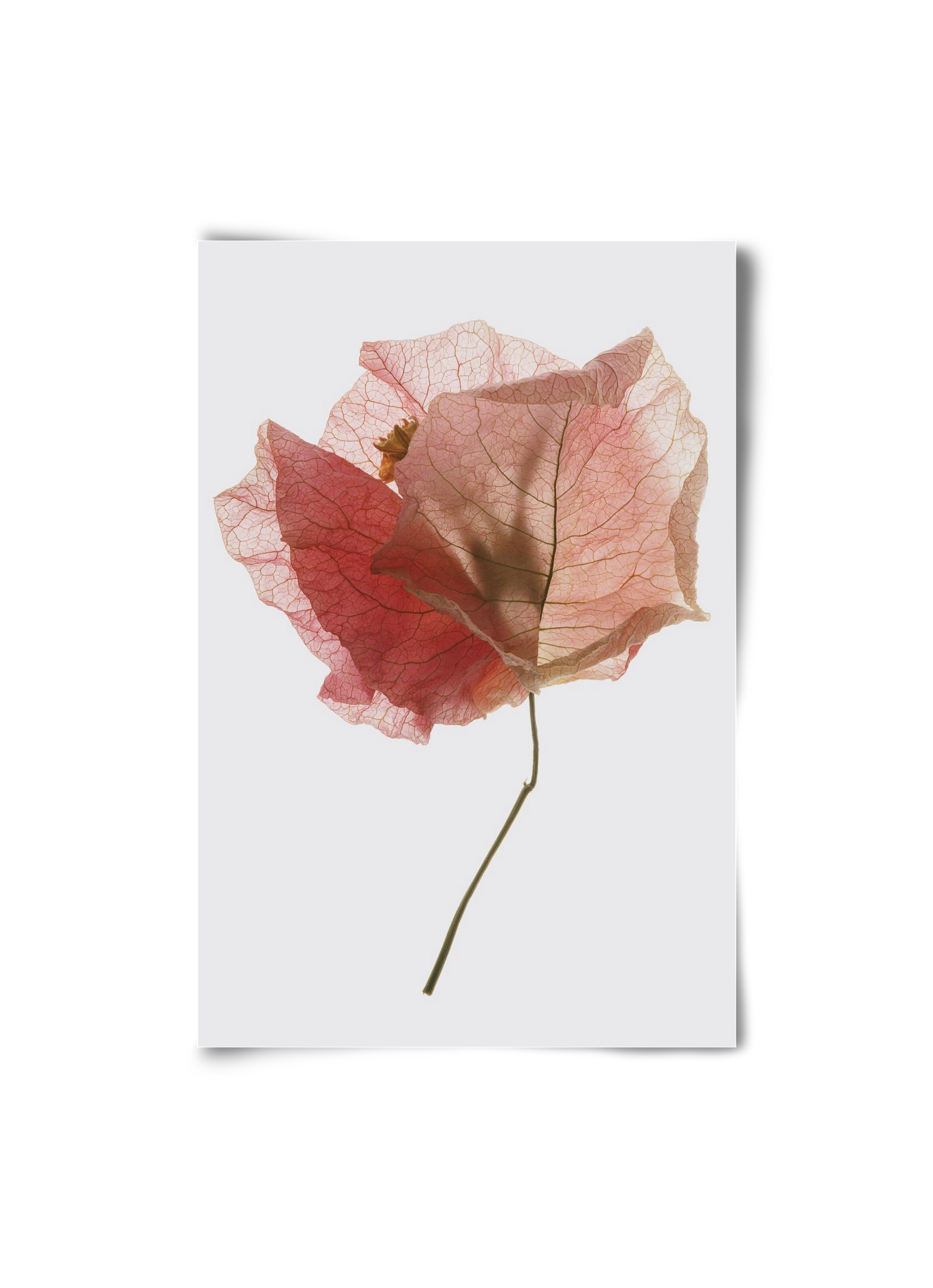 Bougainvillea study, 20x30 cm, Keret nélkül