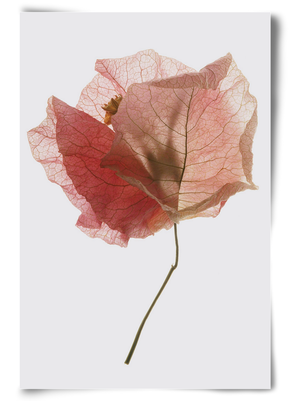 Bougainvillea study, 60x90 cm, Keret nélkül