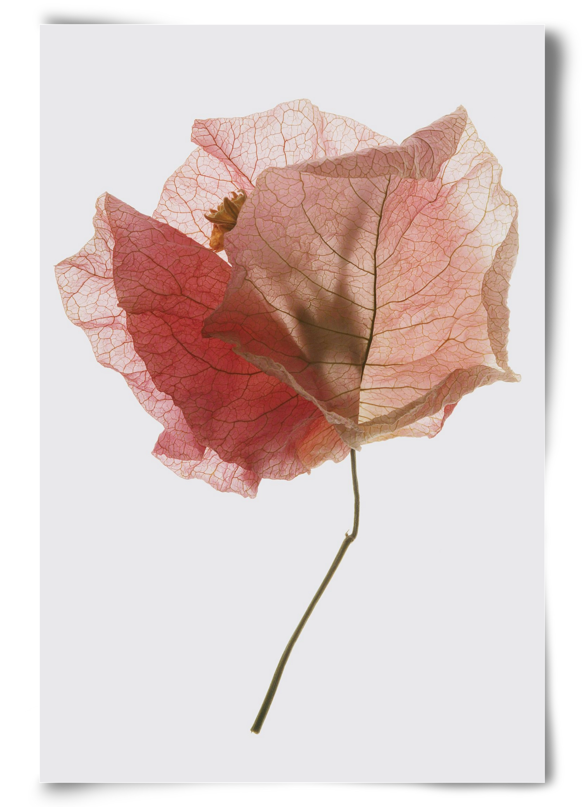 Bougainvillea study, 60x90 cm, Keret nélkül