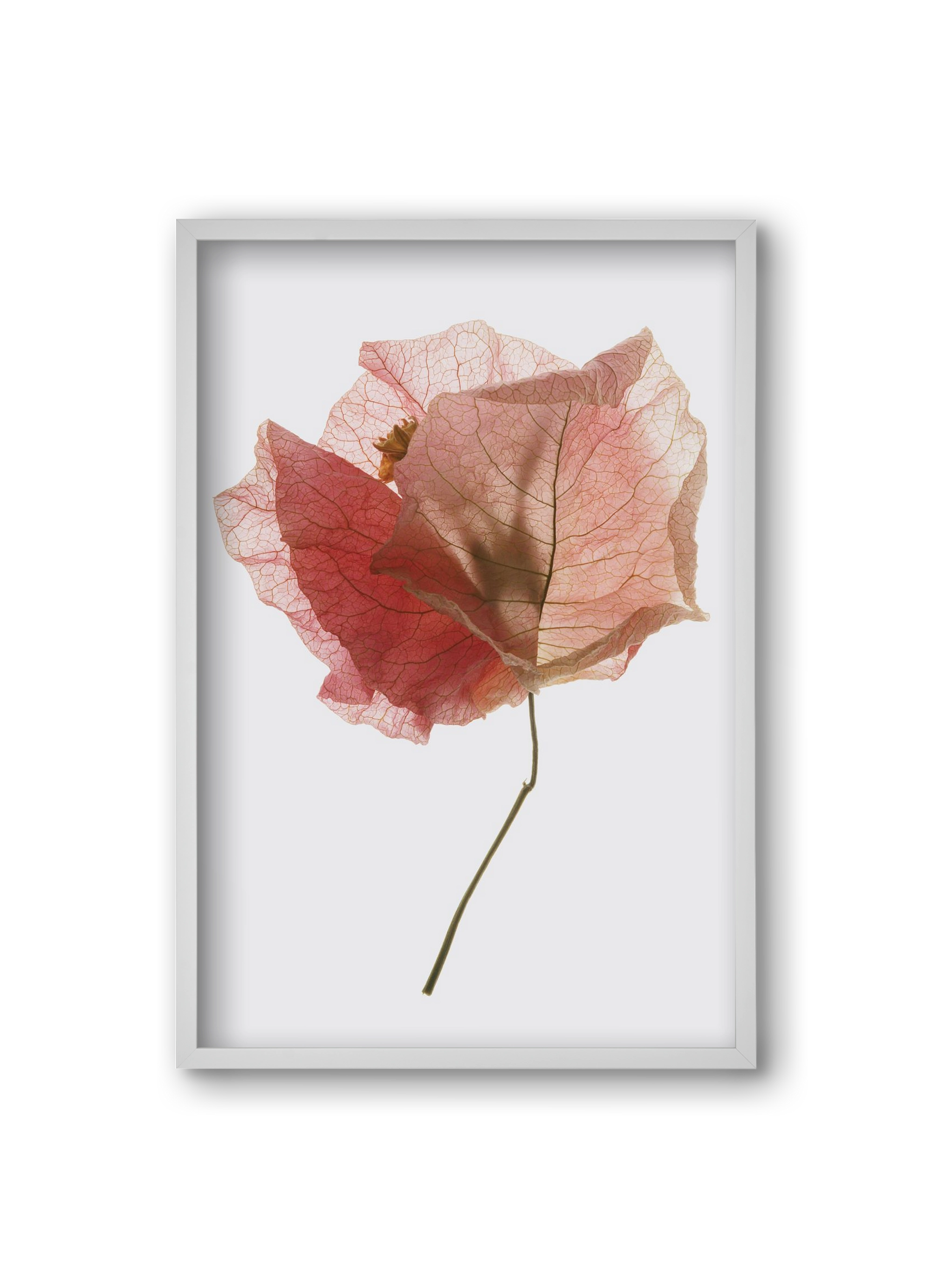 Bougainvillea study, 20x30 cm (20x30 cm), Fehér keret